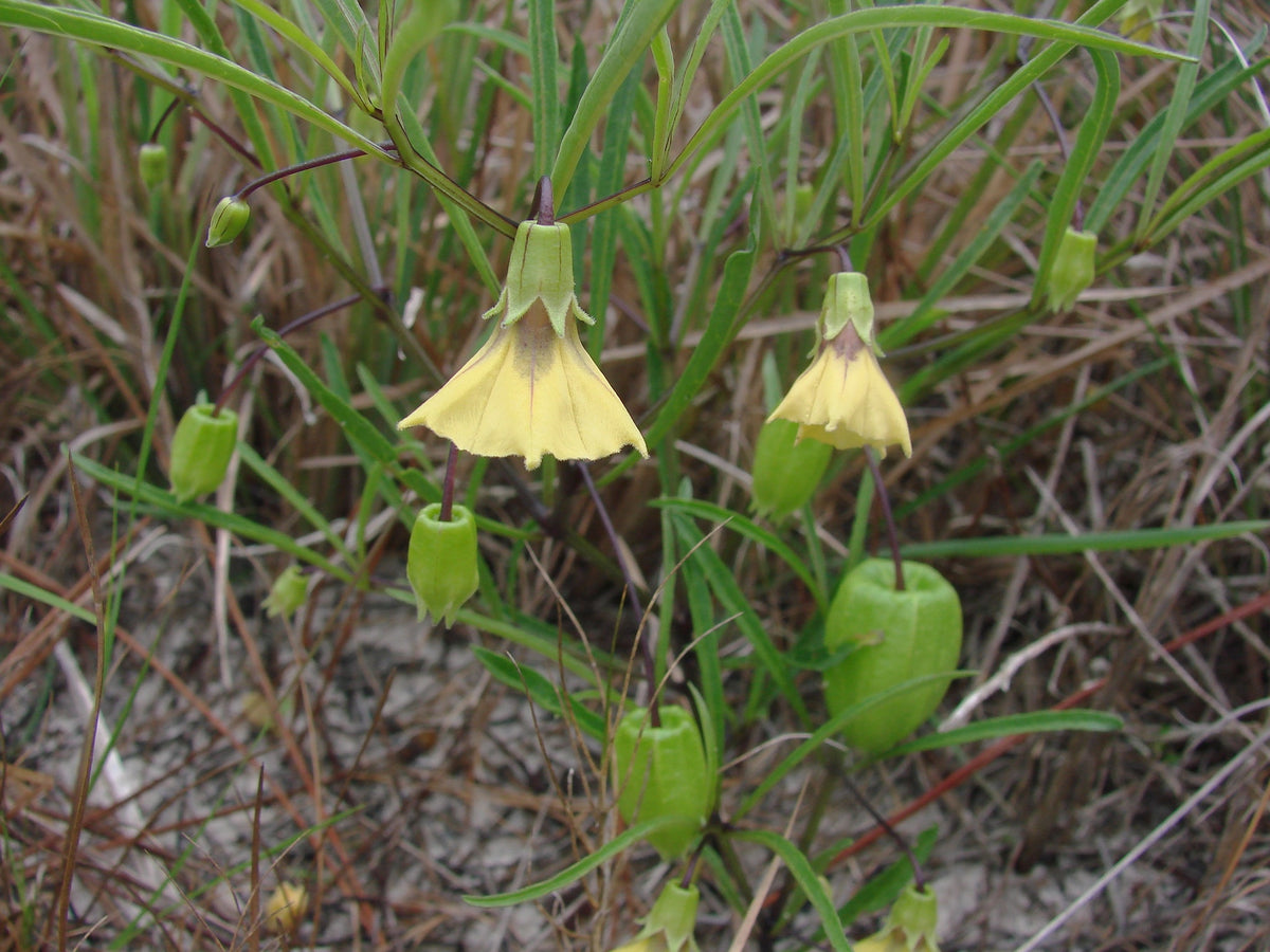Physalis Walteri "Ground Cherry"