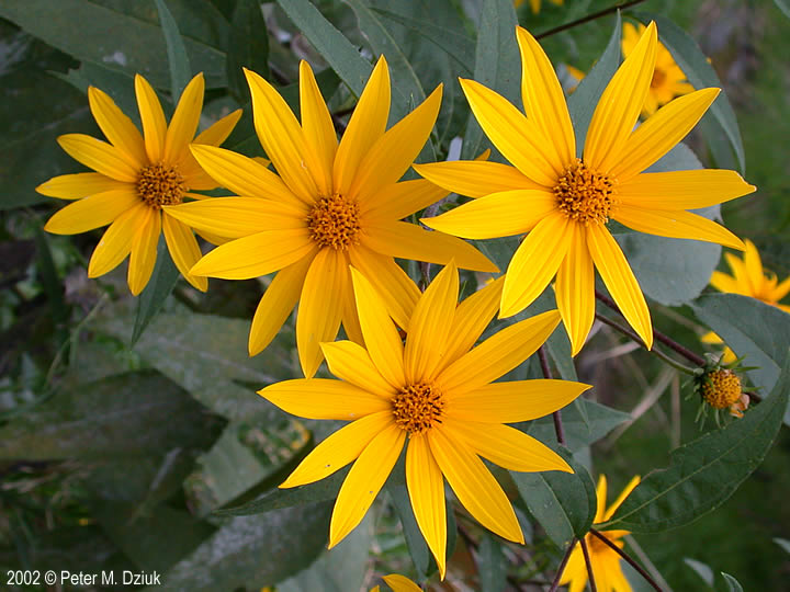 Helianthus Tuberosus "Jerusalem Artichoke"
