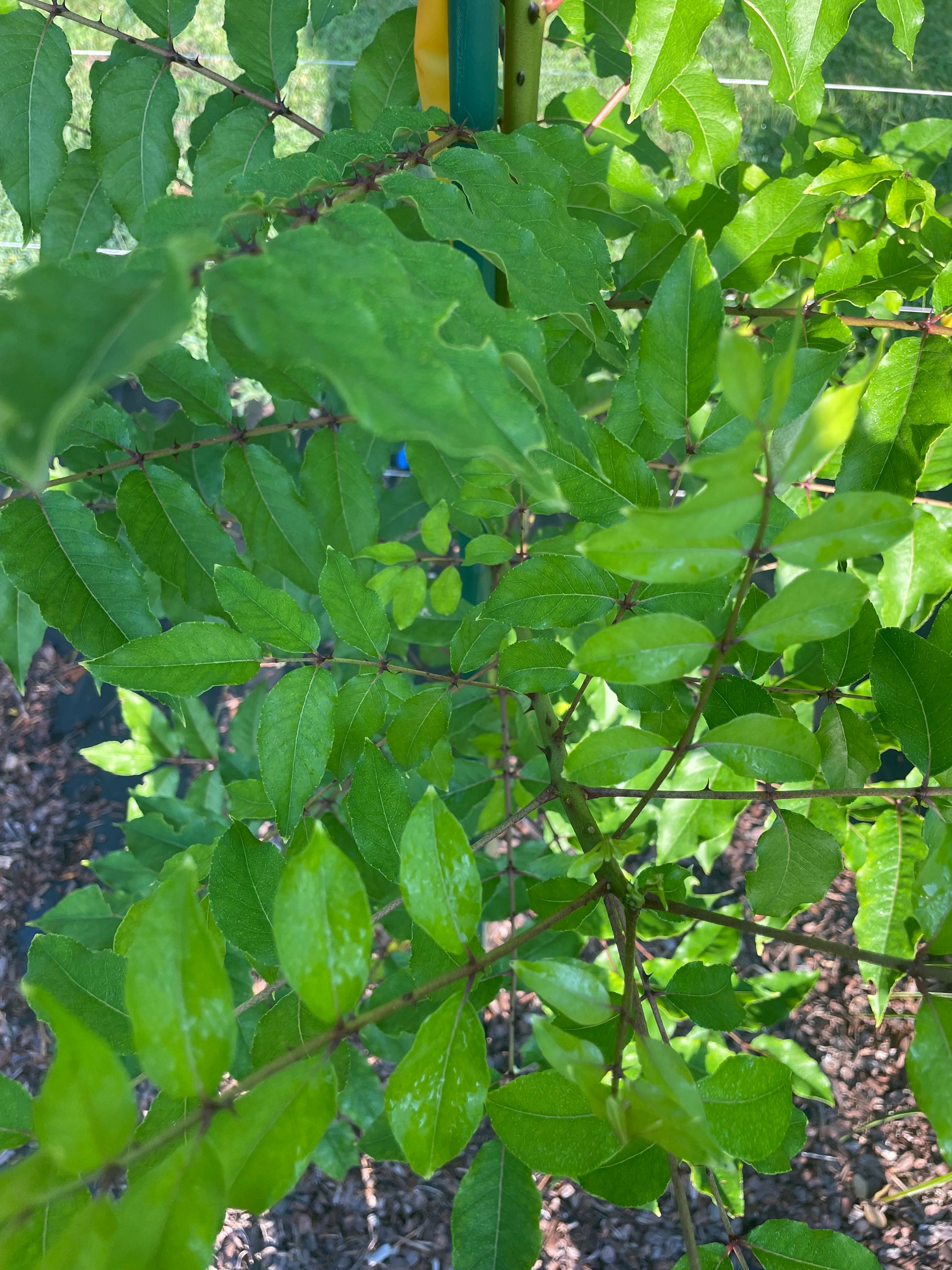 hercule's club leaf is host plant for giant swallowtail butterflies