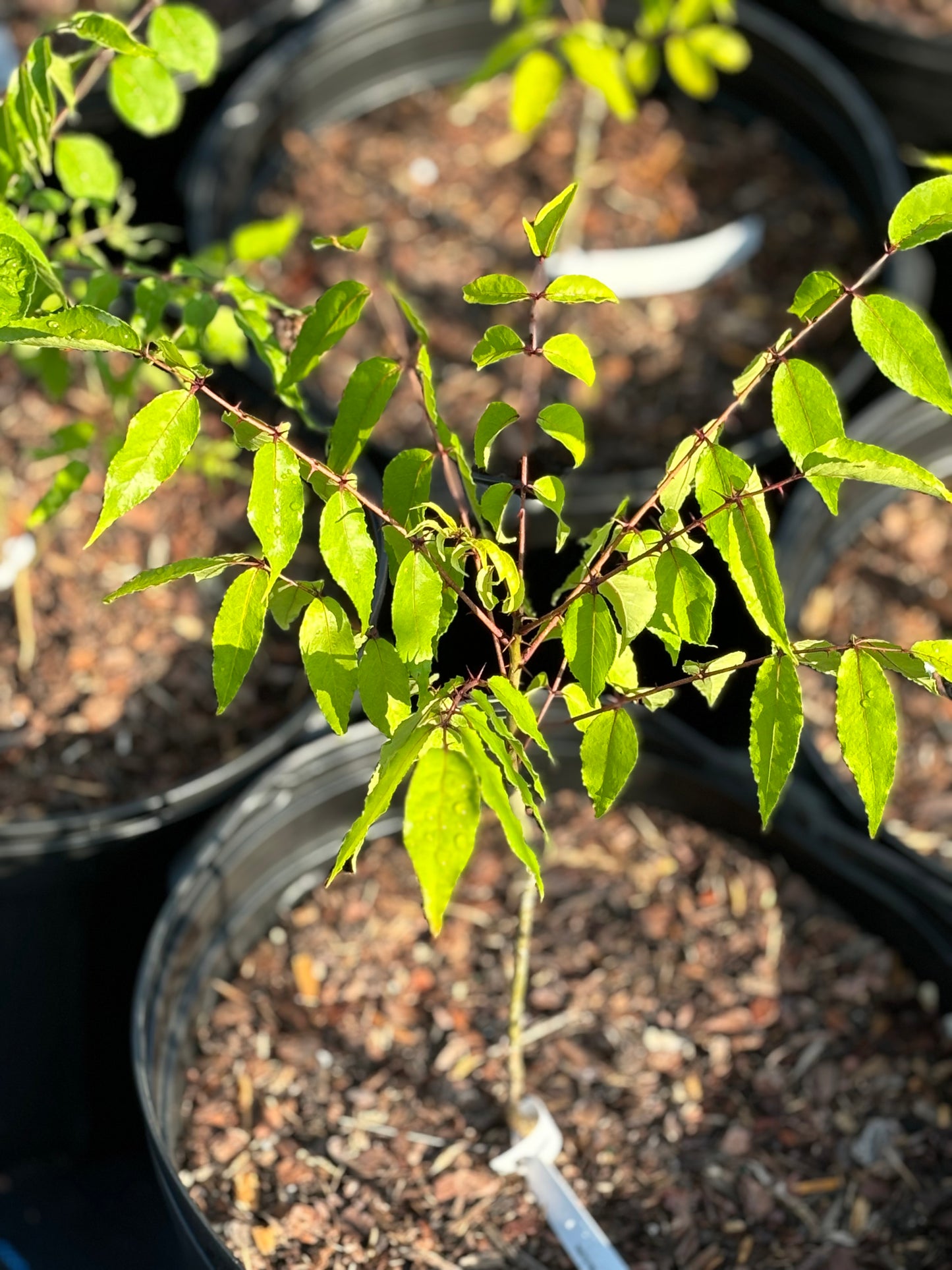 zanthoxylum clava herculis plant is the host tree for giant swallowtail butterfly