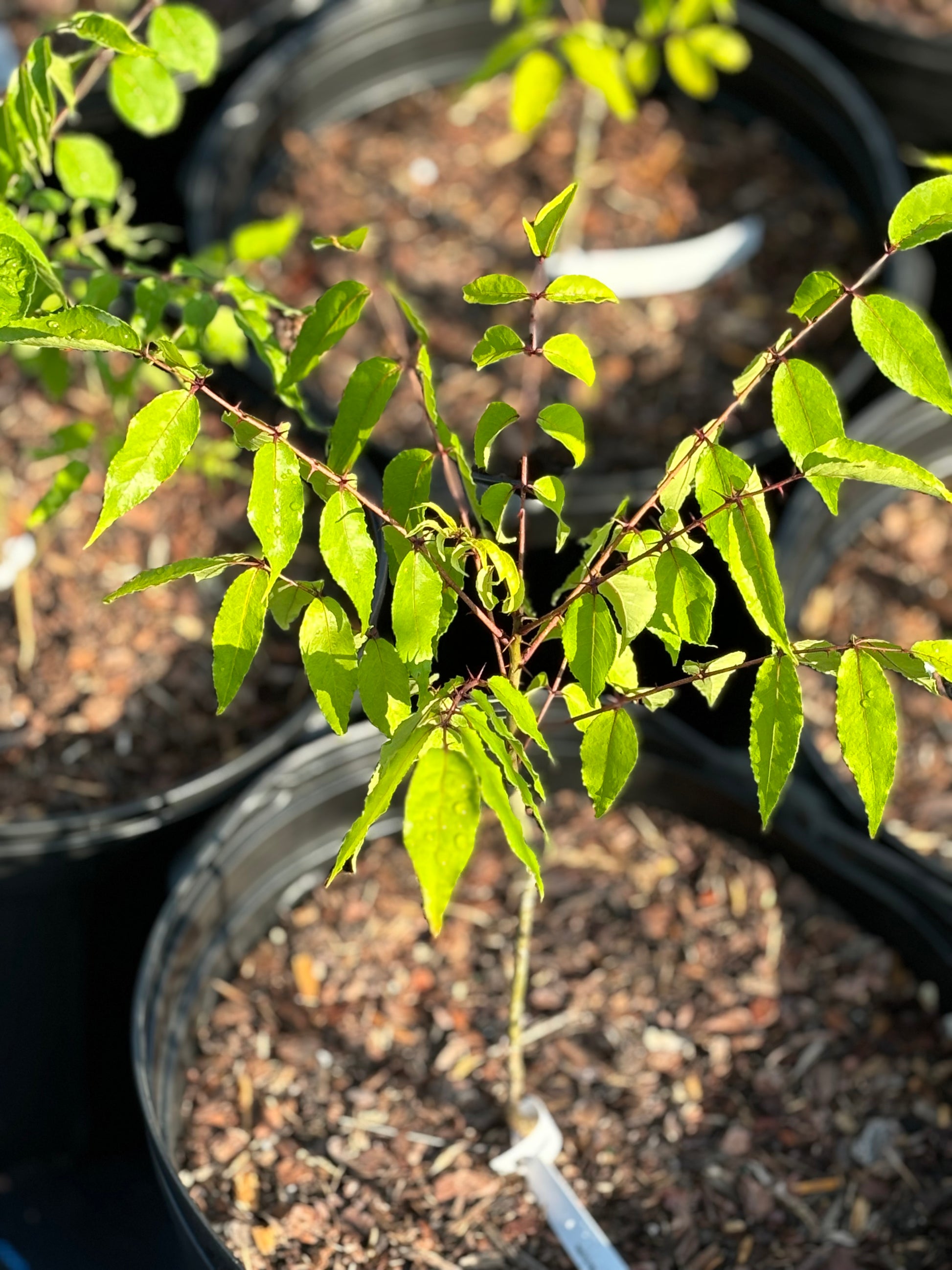 zanthoxylum clava herculis plant is the host tree for giant swallowtail butterfly