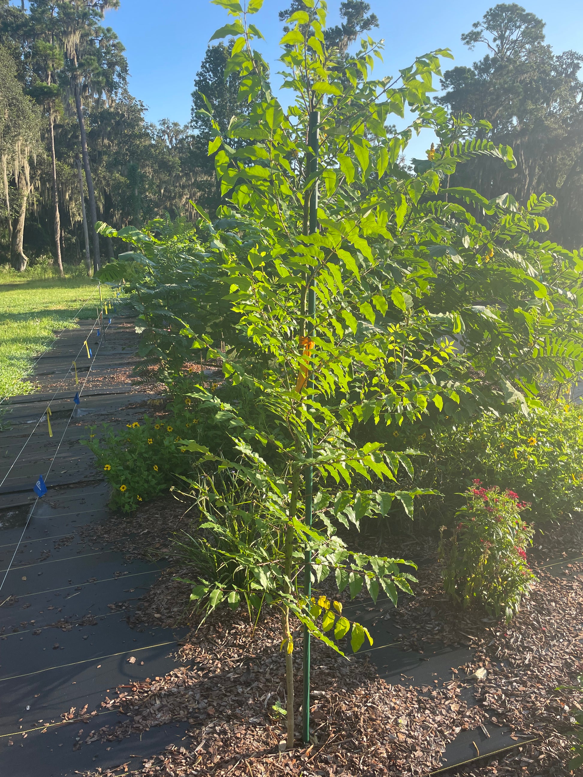 hercule's club tree is host plant for giant swallowtail butterfly