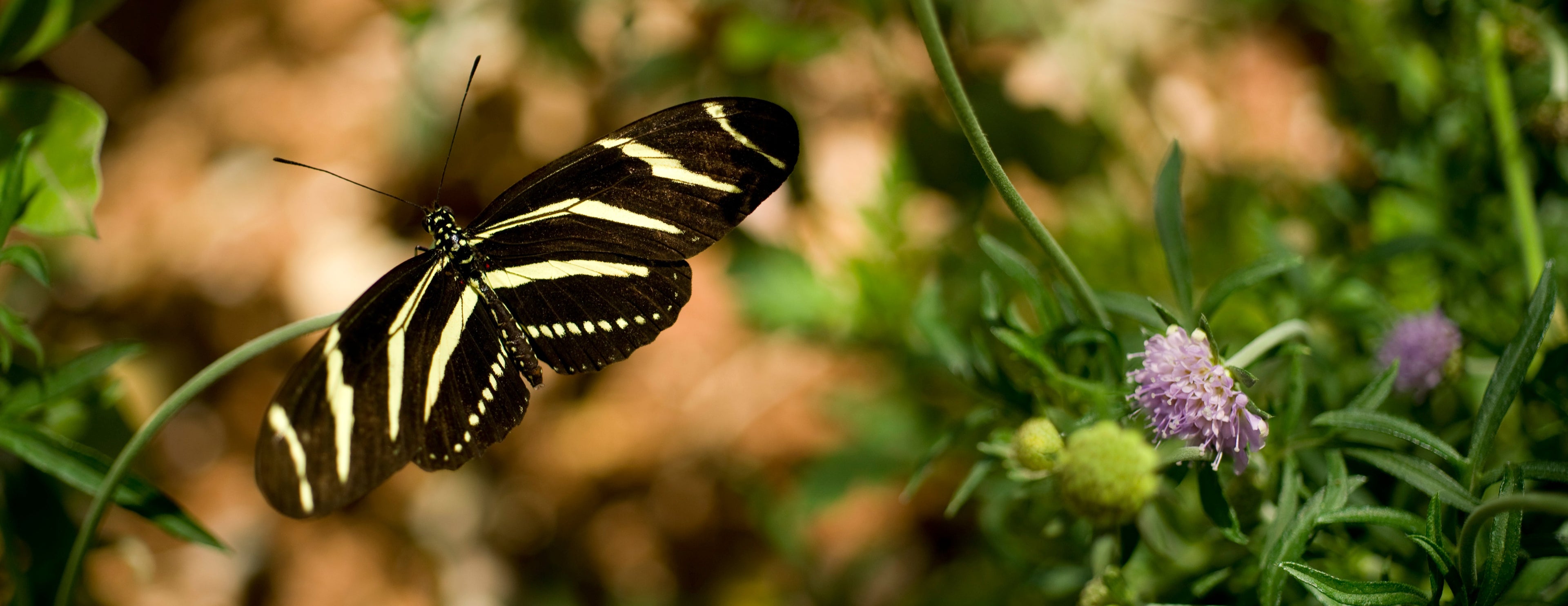 Butterfly Host Plants Nursery @ Eden of Wings, FL