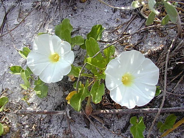 Ipomea Alba "White Morning Glory "