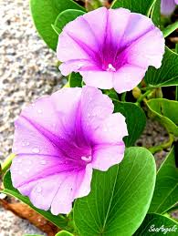 Ipomoea Pes-Caprae "Beach Morning Glory"