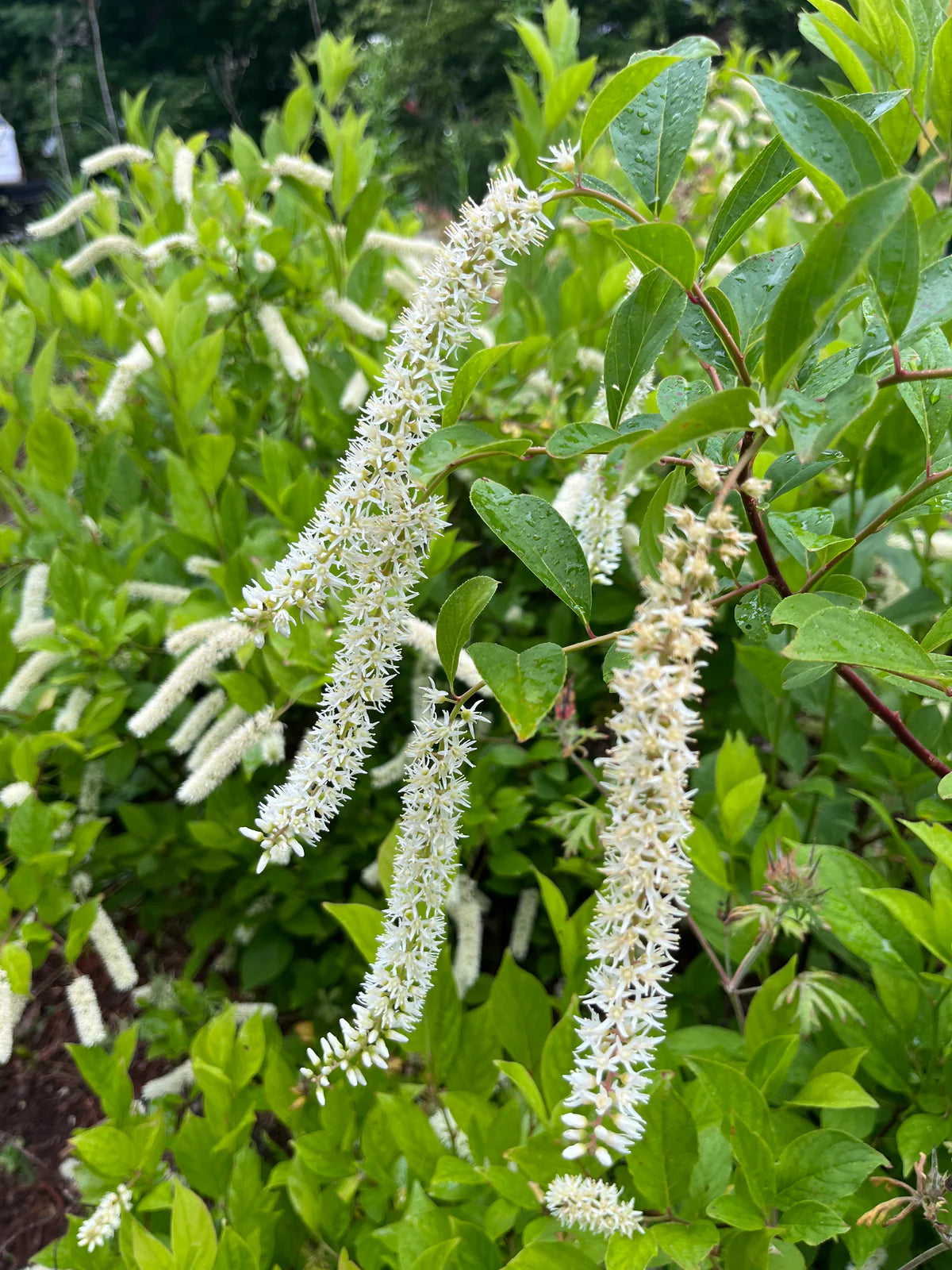 Itea Virginia "Virginia Willow"