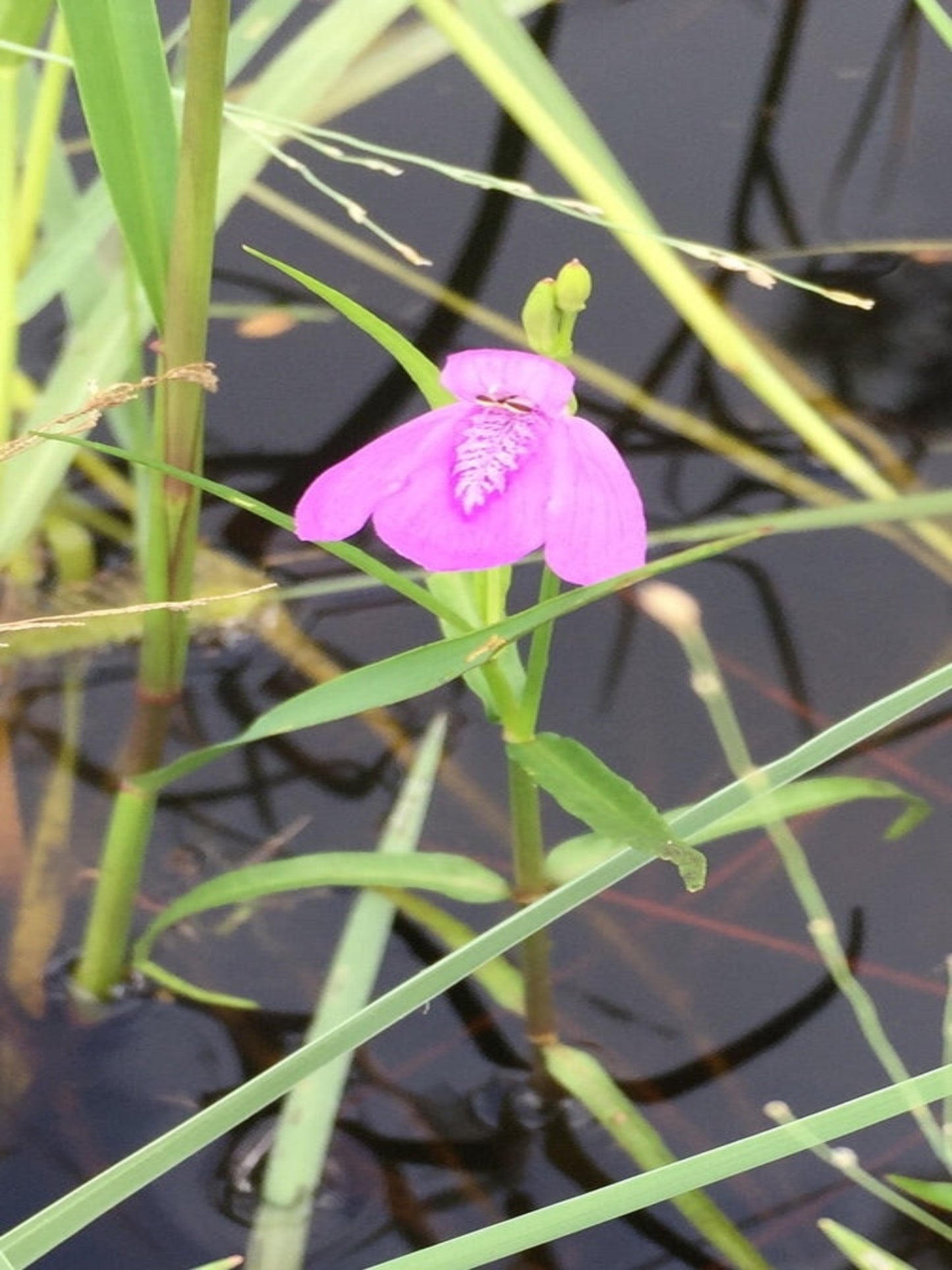 Justicia Angusta " pineland waterwillow" is the host plant for seminole texan crescent butterfly