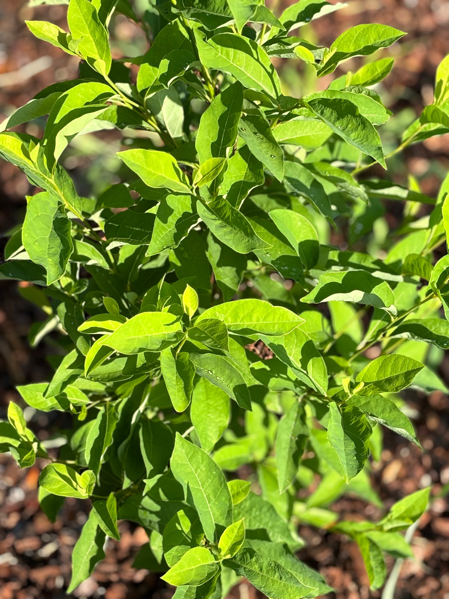 lindera benzoin host plant for palamedes swallowtail