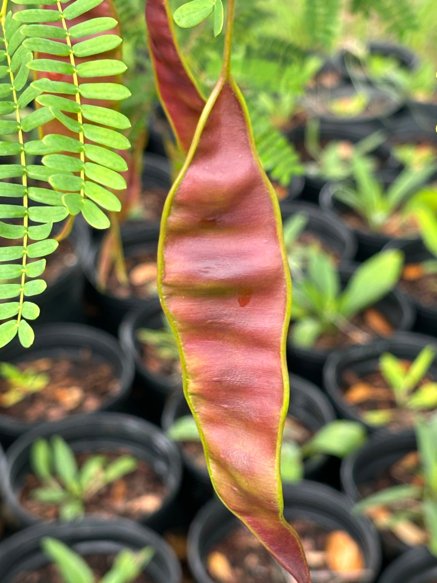 lysiloma latisiliquum " false tamarind" fruit