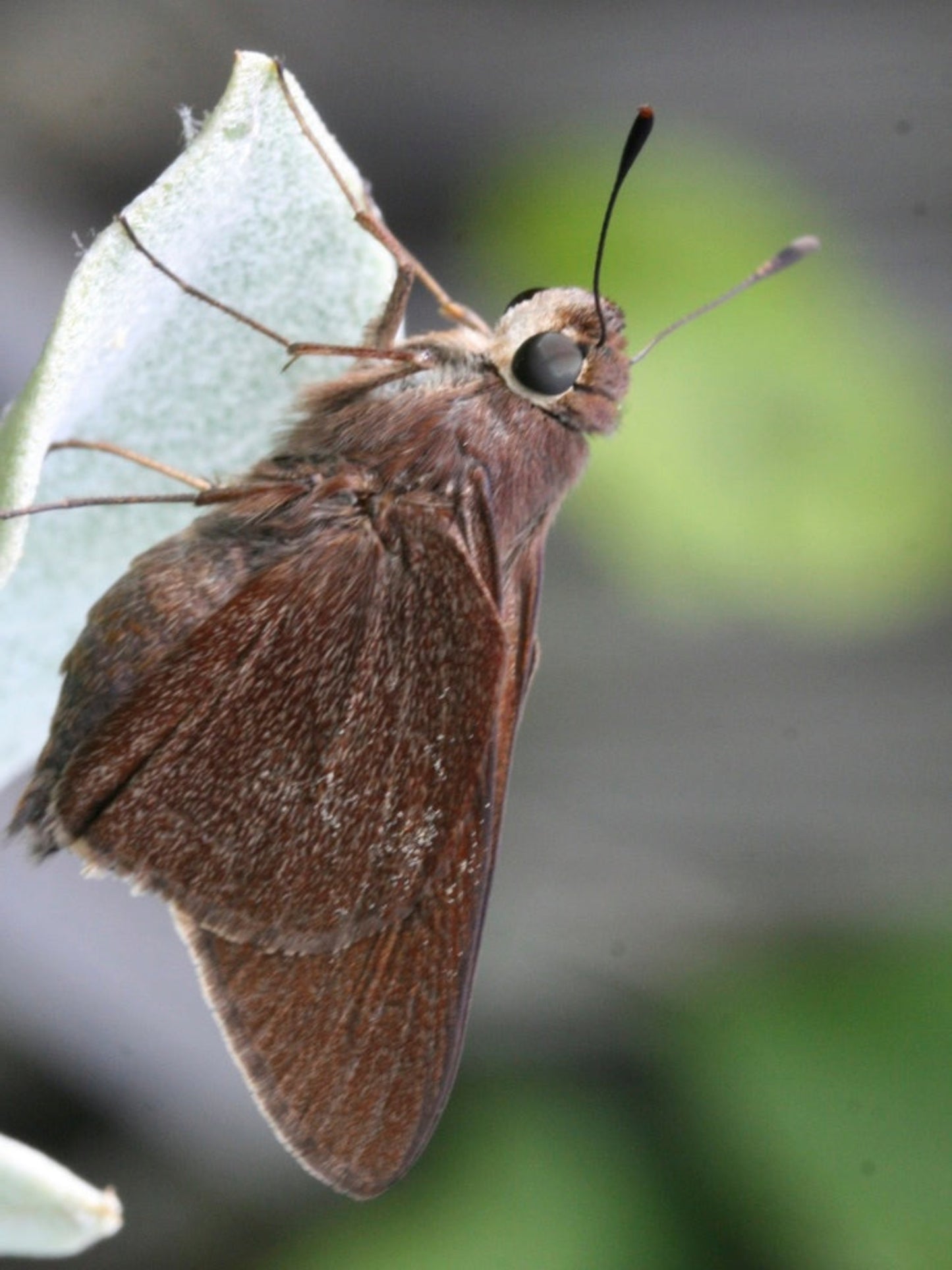 Monk Skipper uses blue stem palmetto as a host plant