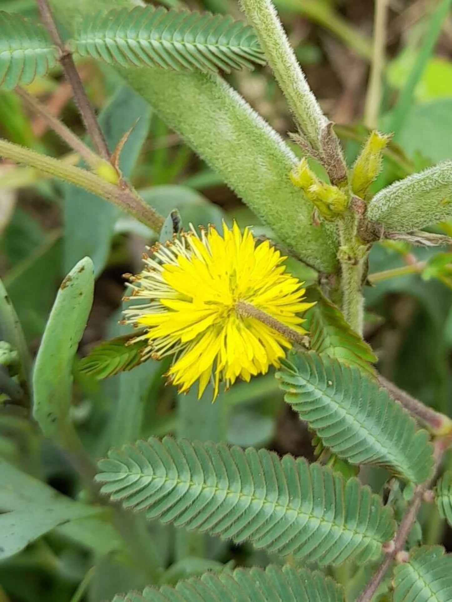 neptunian pubescent is the host plant for Ceraunus Blue butterfly