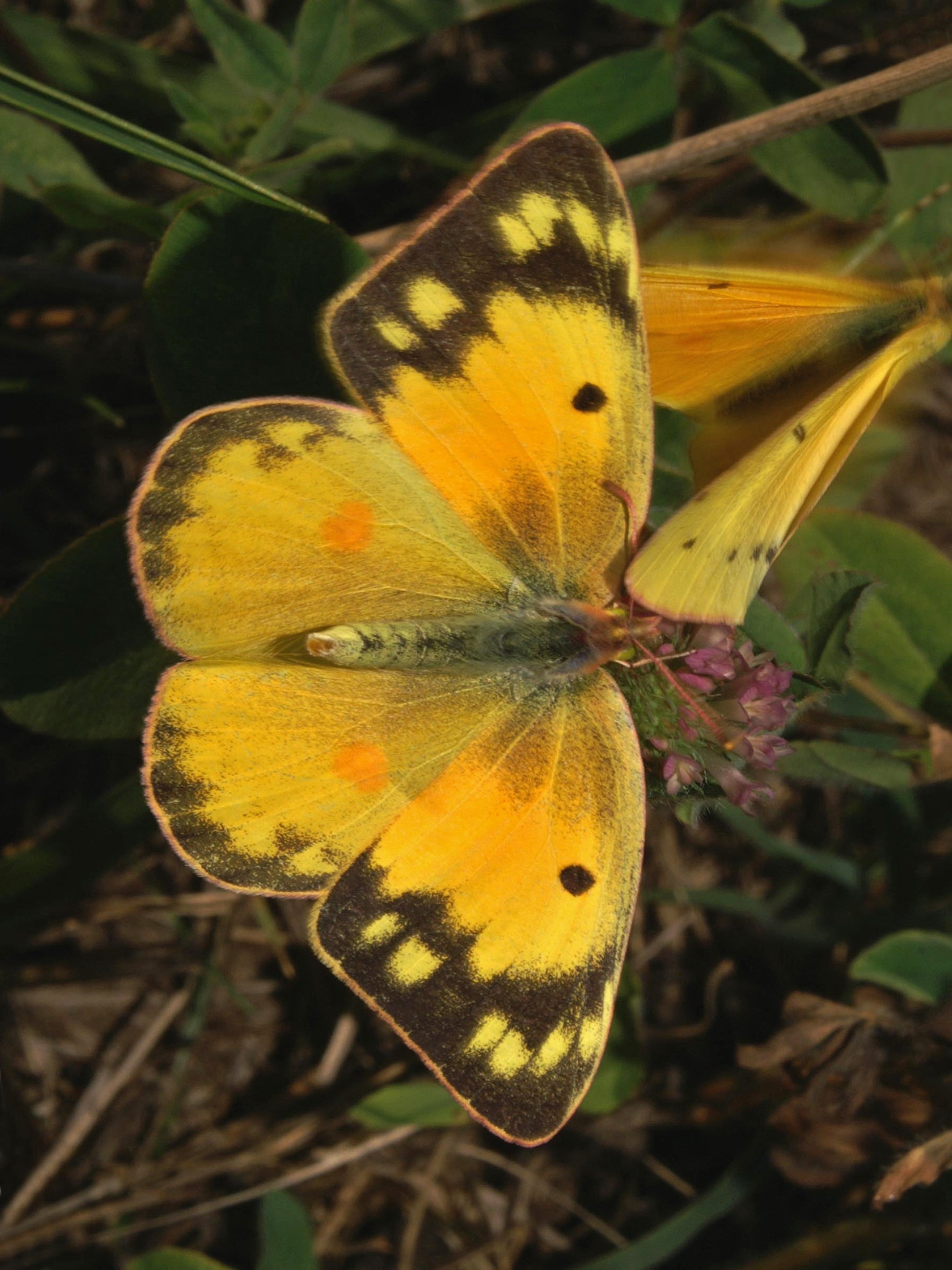 orange sulphur butterfly uses buffalo clover plant as host plant