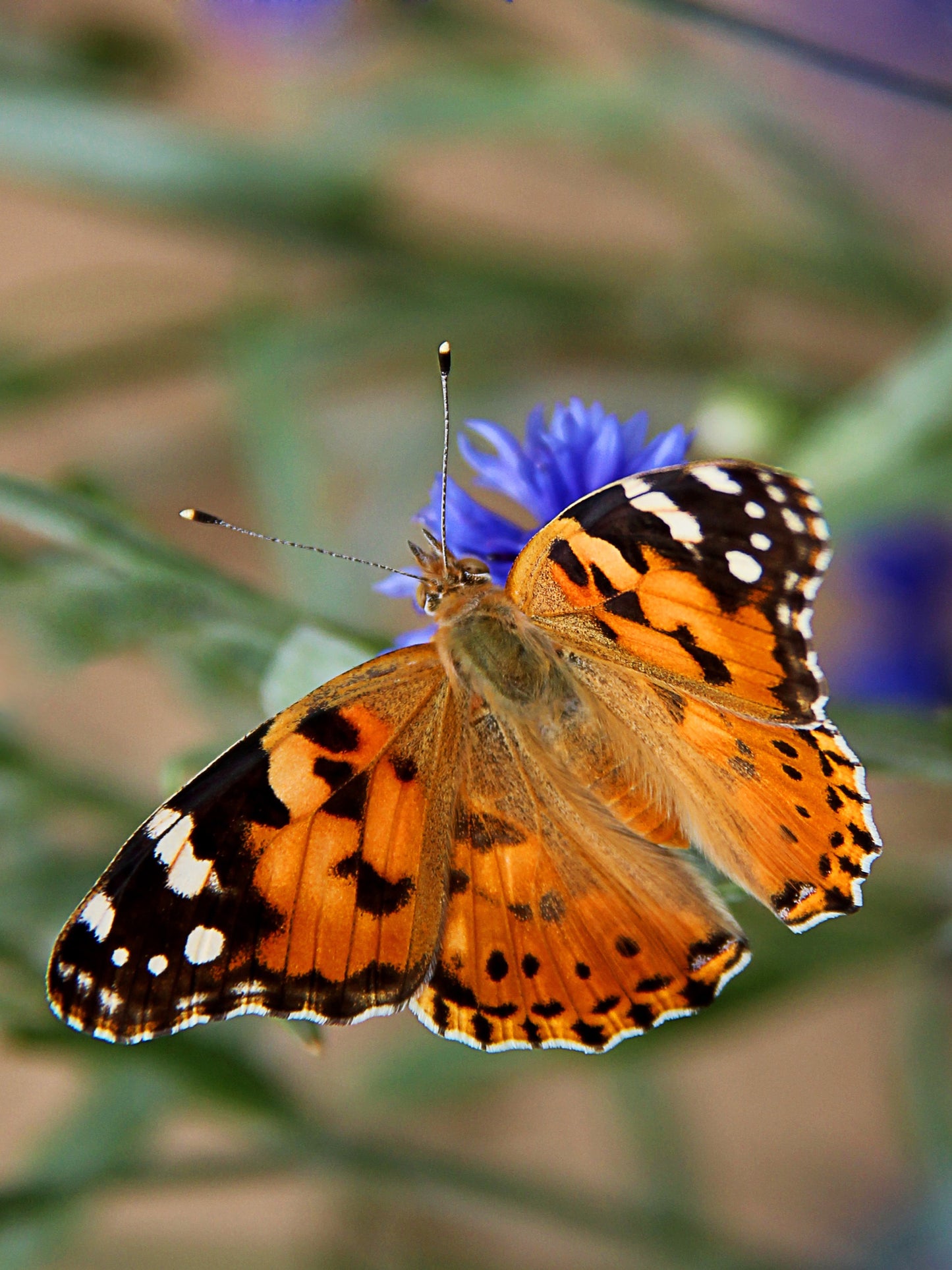 painted lady butterfly on his host plant circuit horridulum " purple thistle"
