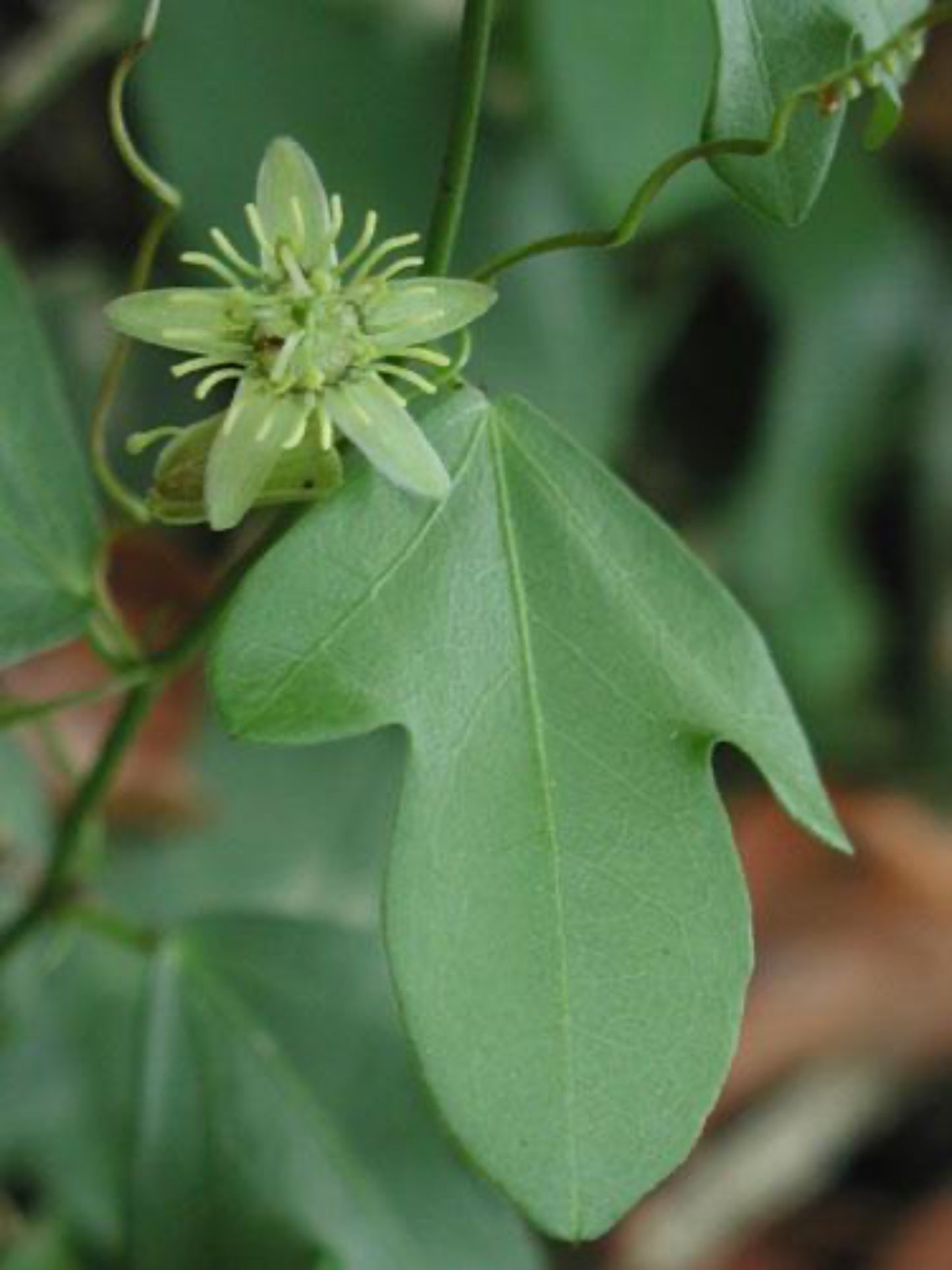 passiflora suberosa is the host plant for zebra longwing butterfly