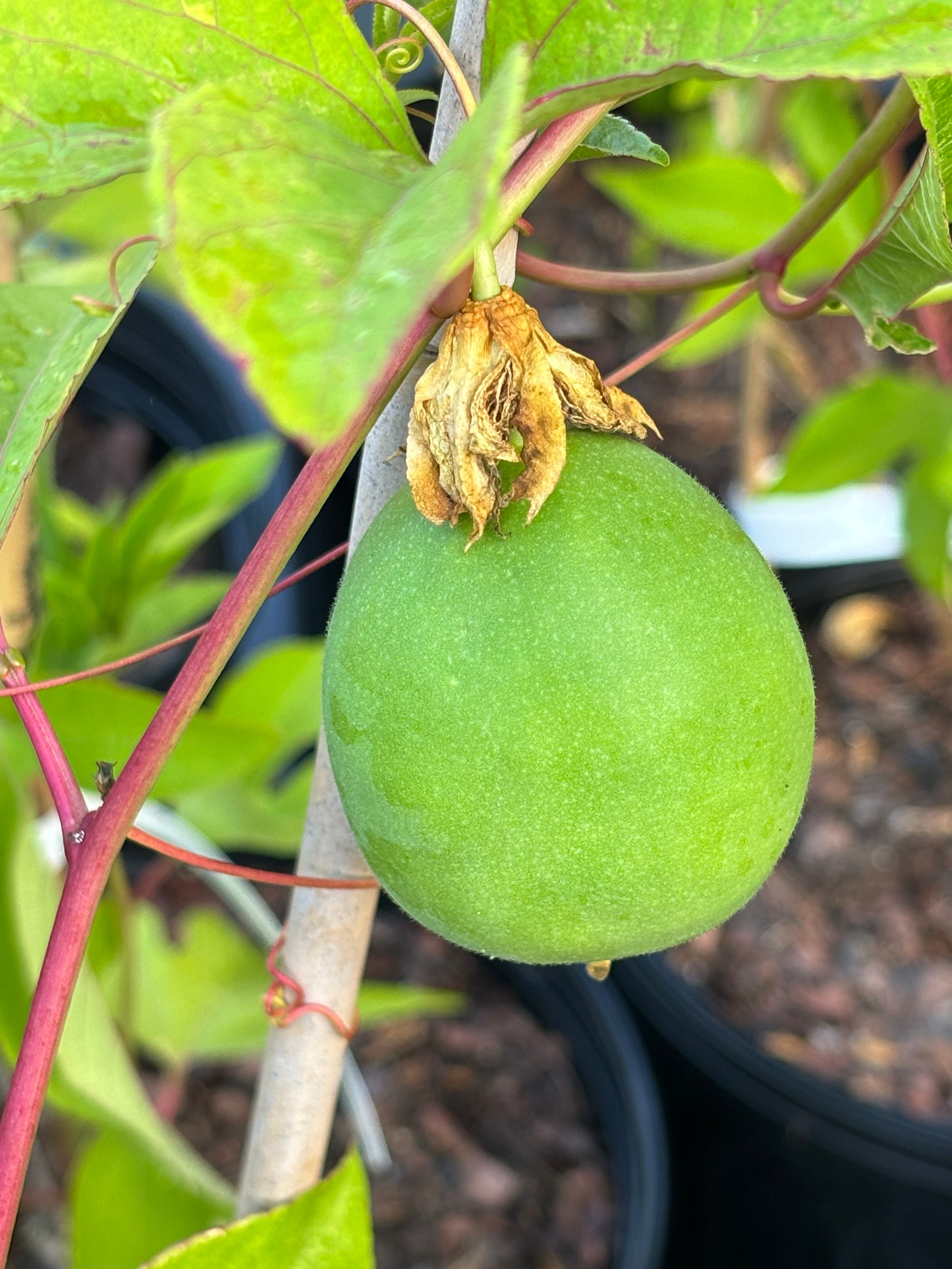 the tendril of passiflora incarnata fruit  is the host plant for gulf fritillary