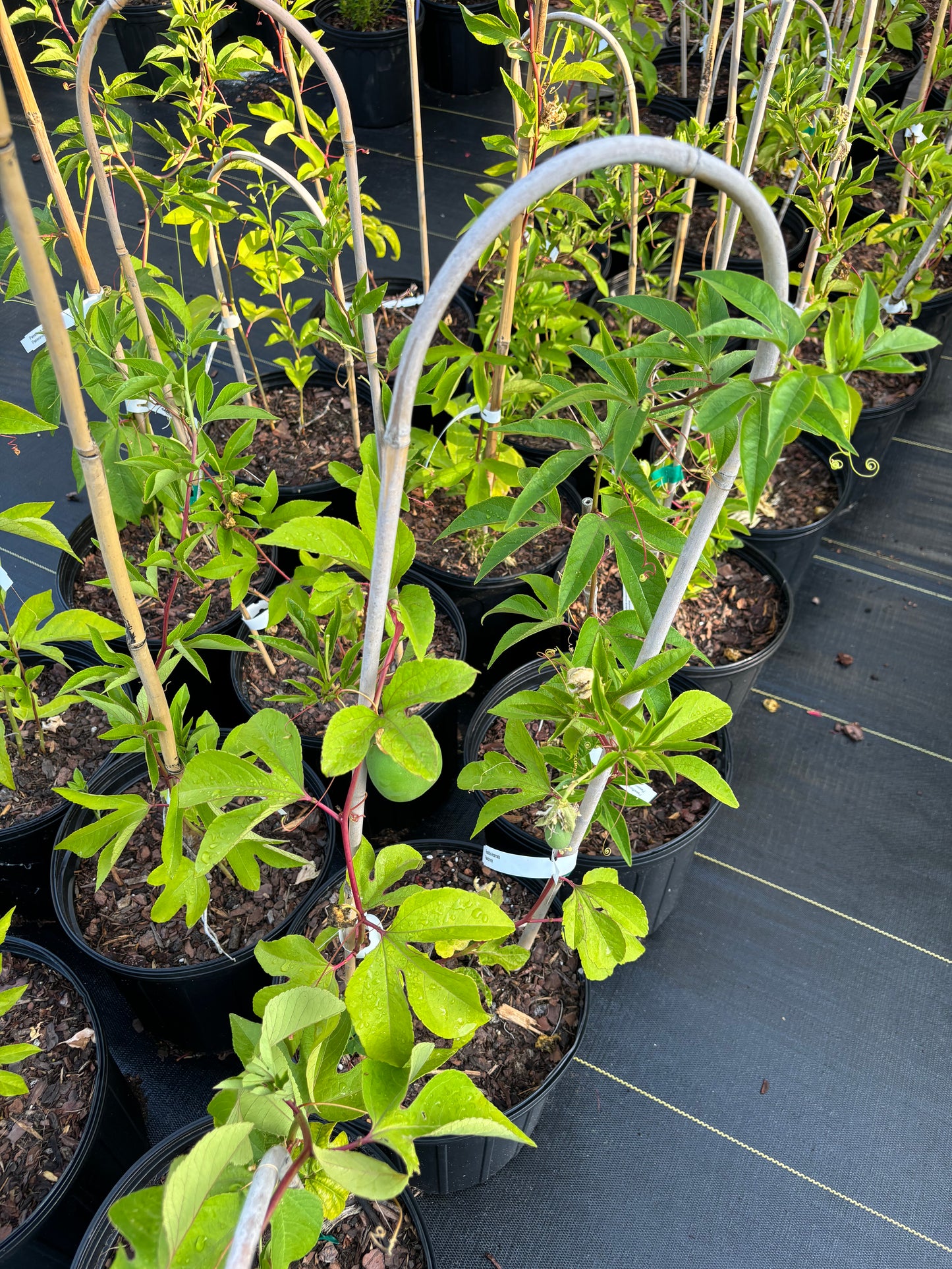 come see our passiflora incarnata plant @ Eden of Wings