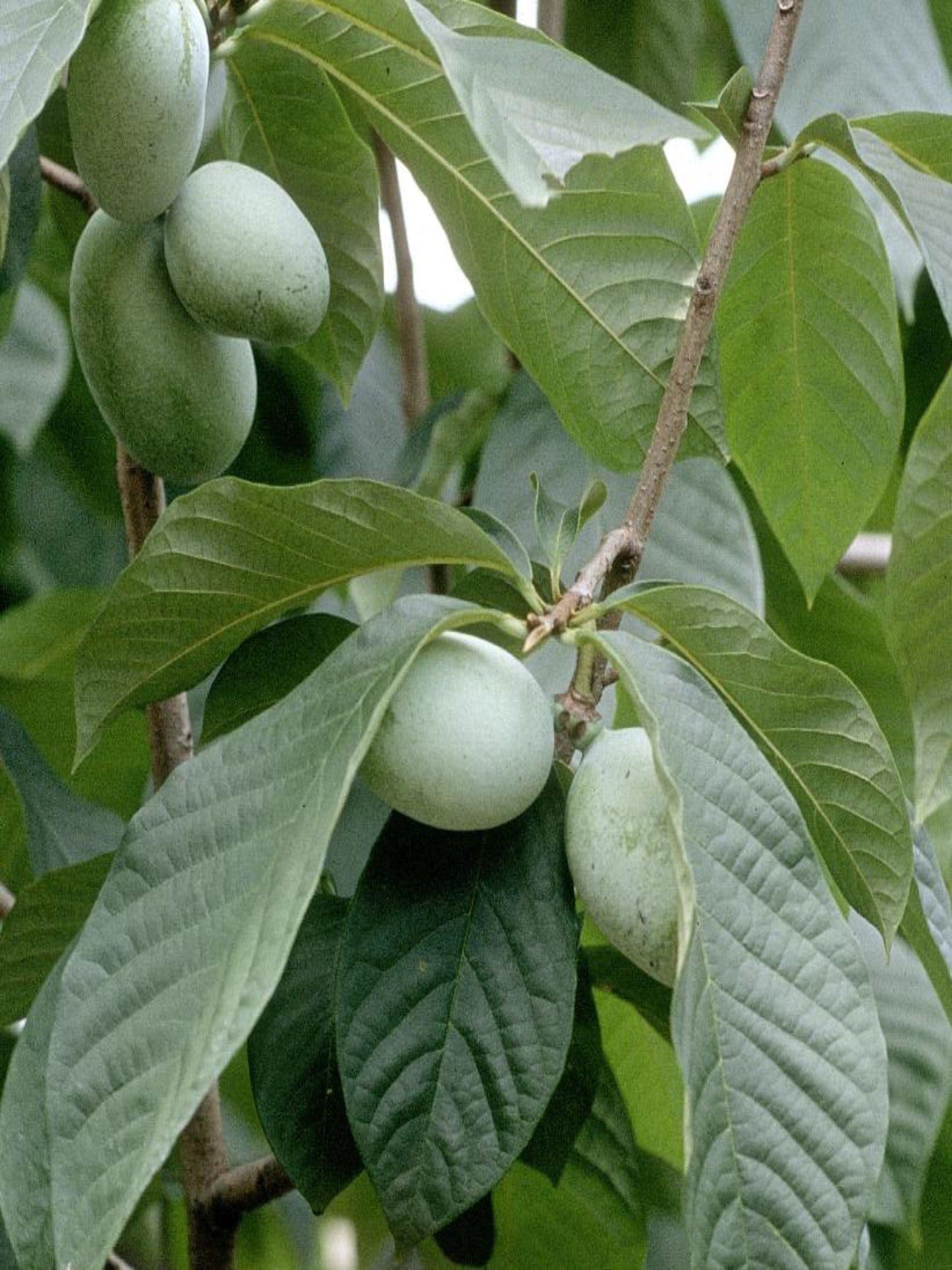 Asimina triloba pawpaw host plant for zebra swallowtail butterfly