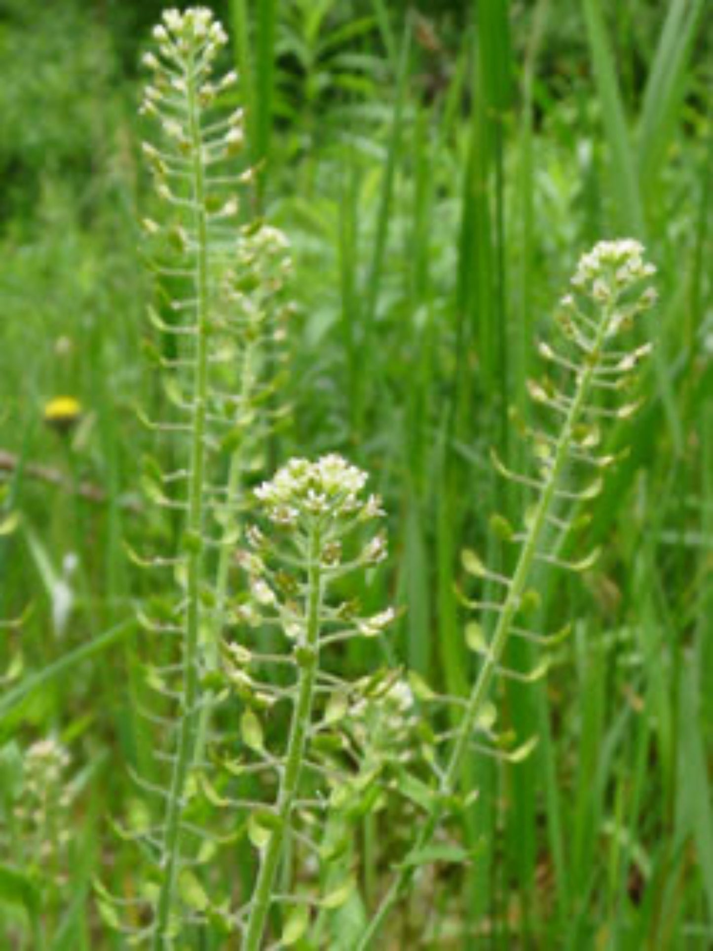 peppergrass host plant for Checkered White and Great Southern White