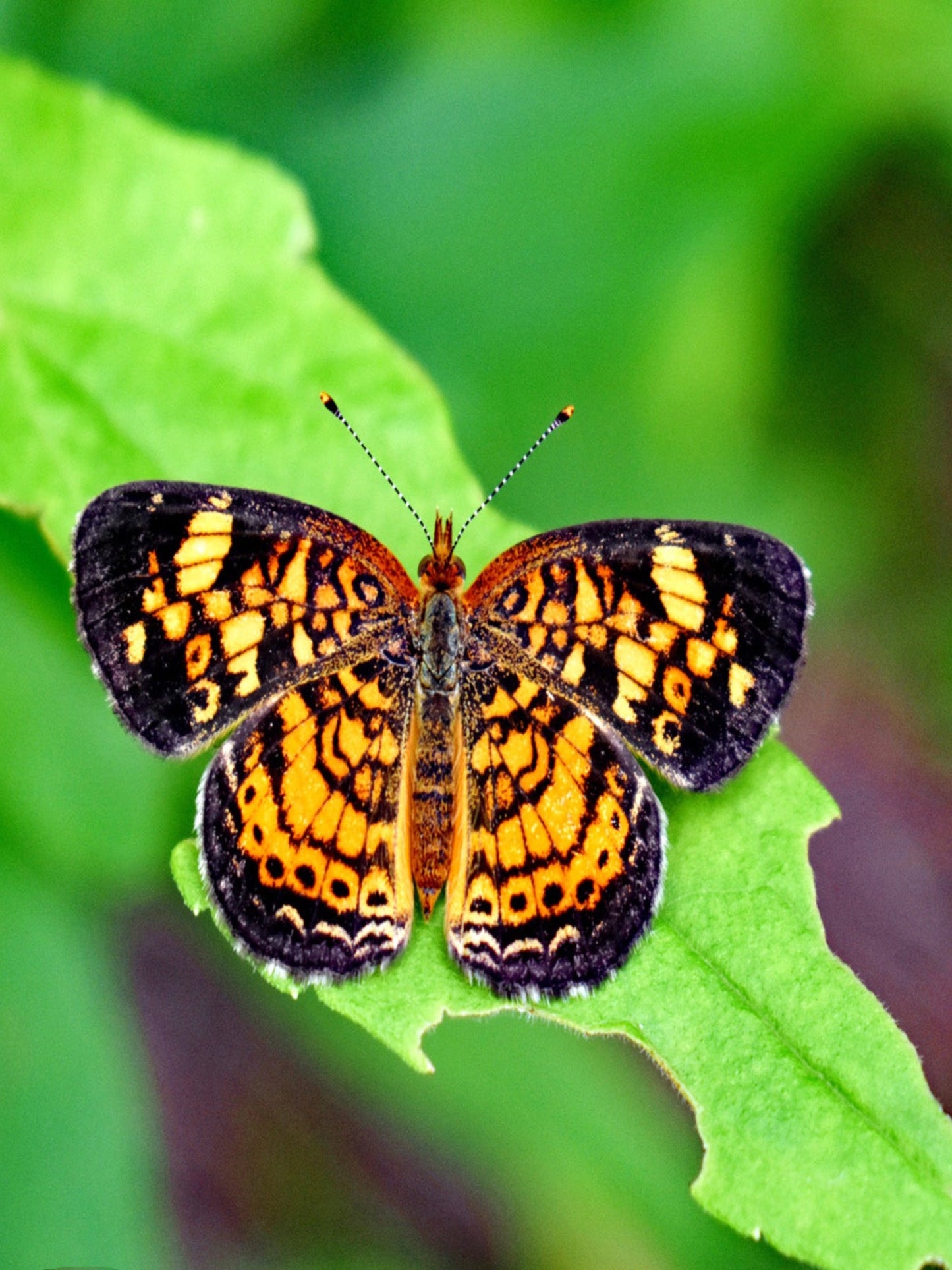 phone crescent butterfly on a leaf