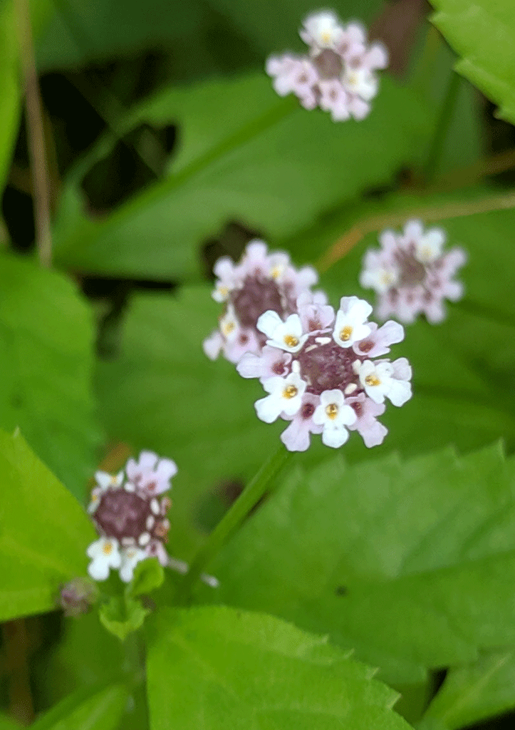 frog fruit flowers is the host plant for white peacock butterfly