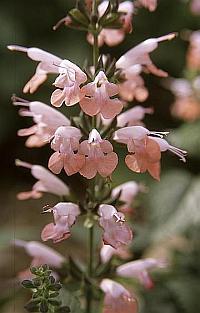 Savia Coccinea Pink "Tropical Pink Sage"