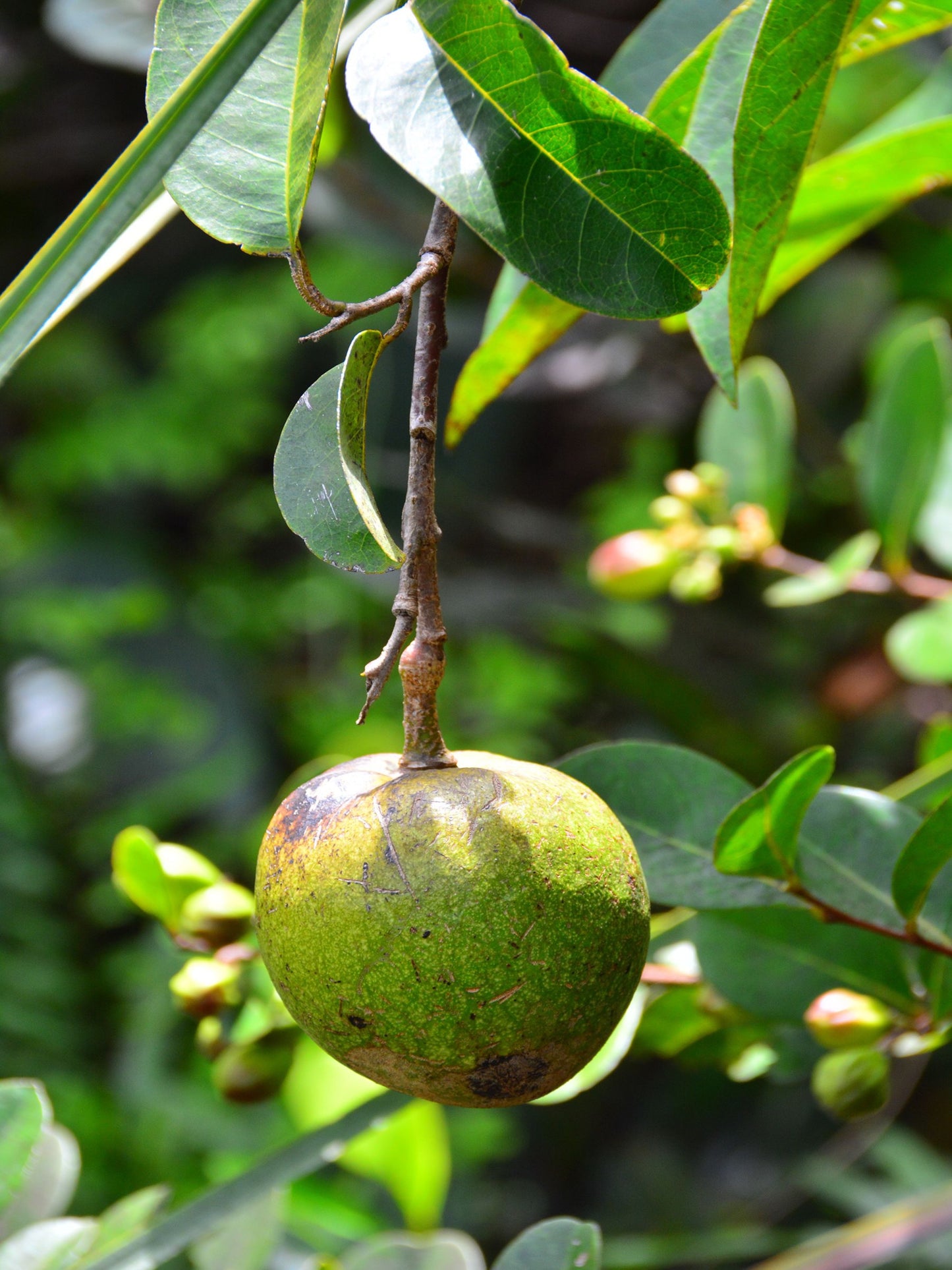 pond apple is host plant for zebra swallowtail