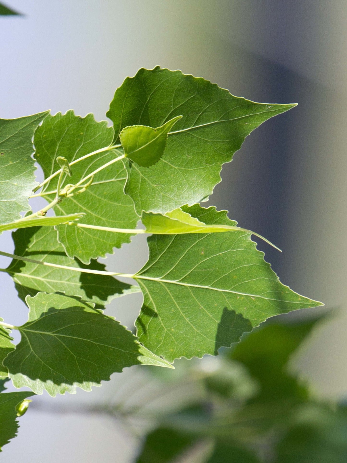 populus Deltoides " cottonwood" is the host plant for viceroy butterfly