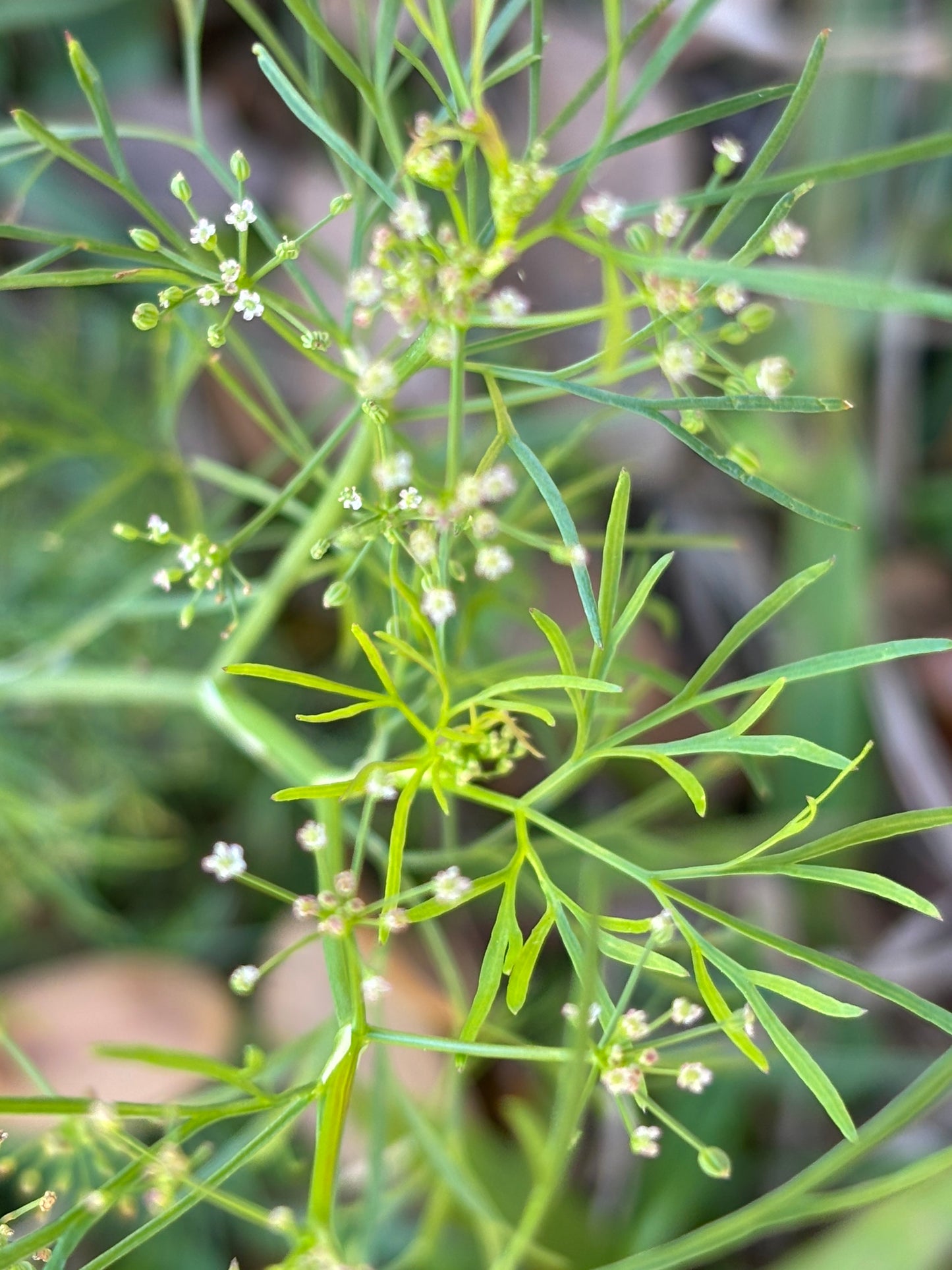 Ptilimnium or mock bishop's weed is the host plant for black swallowtail butterfly