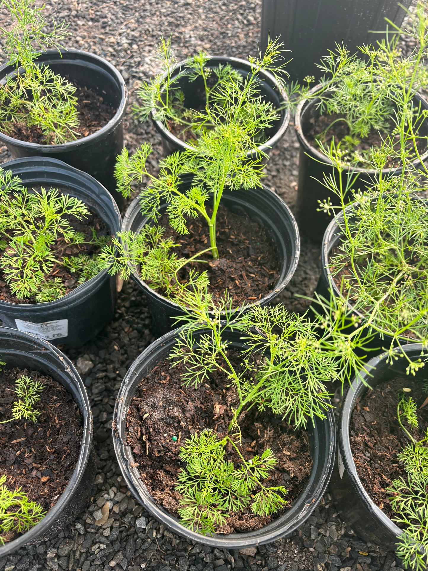 ptilimnium capillaceum is available at Eden of Wings nursery