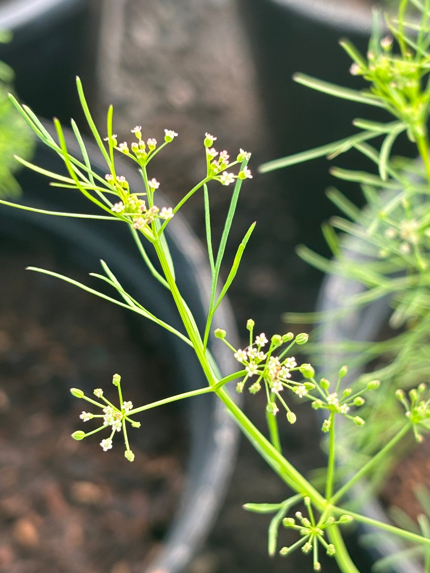 ptilimnium capillaceum flower is a host plant for black swallowtail butterfly