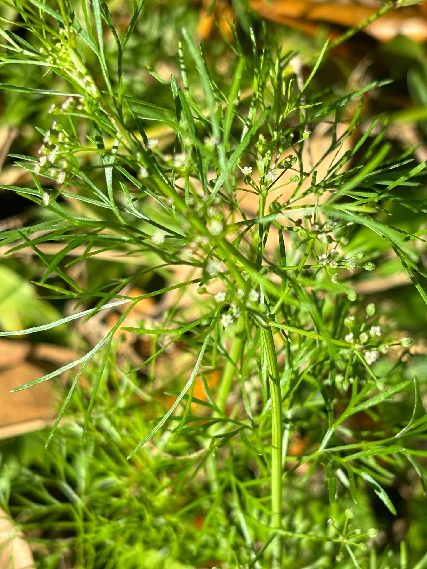 ptilimnium capillaceum plant is the host plant for black swallowtail