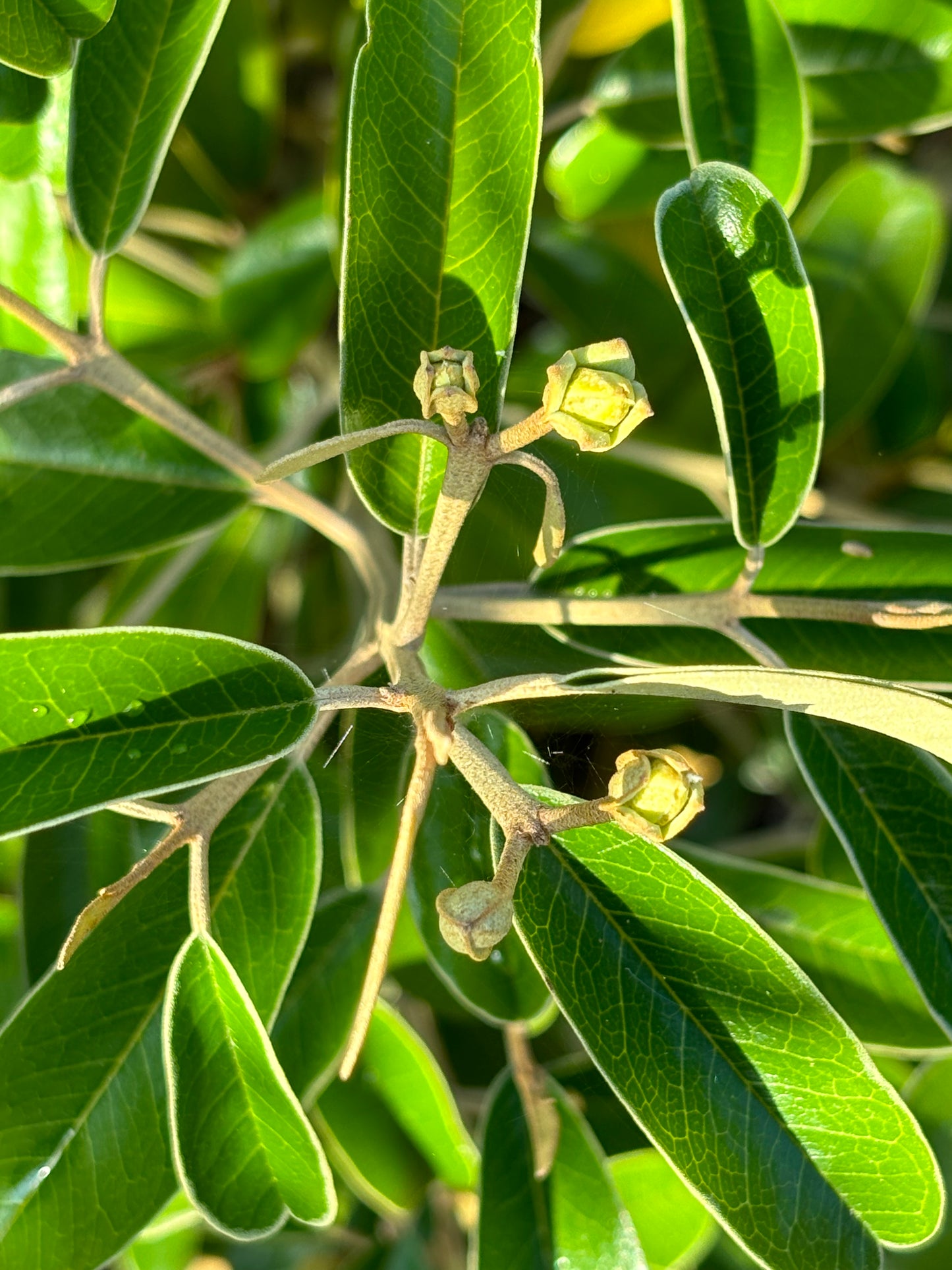 quadrella jamaicensis flowers is the host plant for Great Southern White