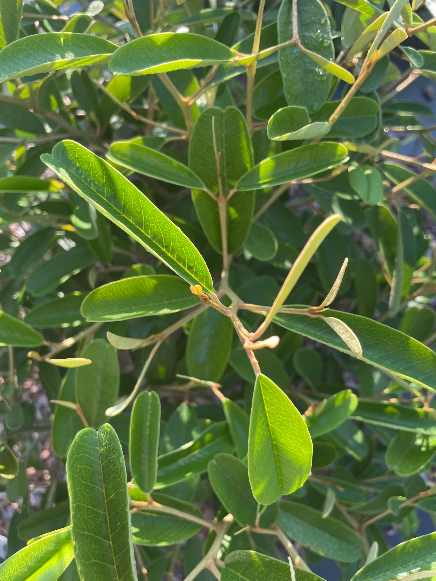 quadrella jamaicensis plant is the host plant of Great Southern White butterfly