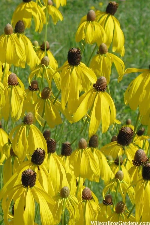 Ratibida Pinnata "Prairie Coneflower"