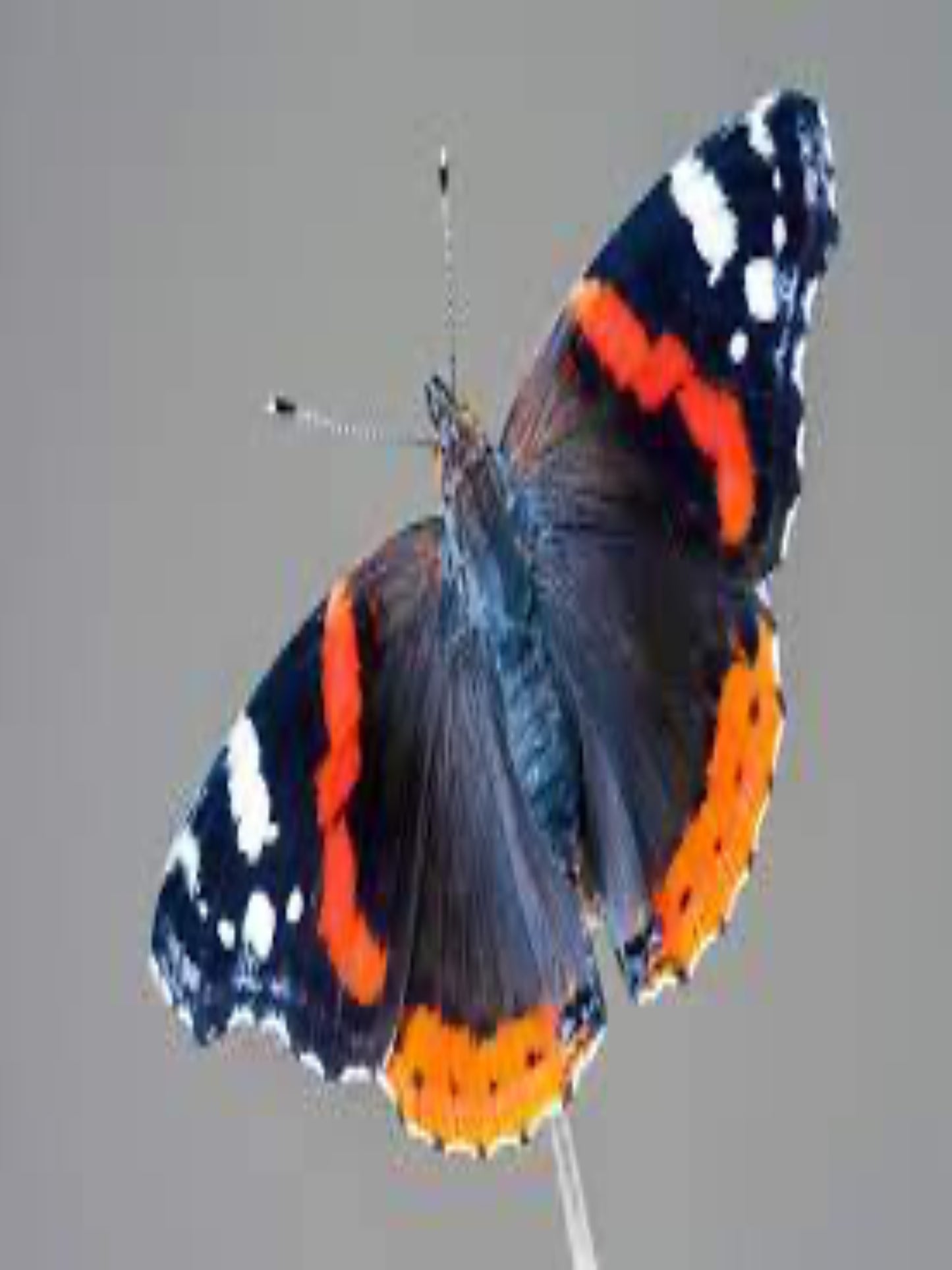 red admiral butterfly on a boehmeria cylindrica stem