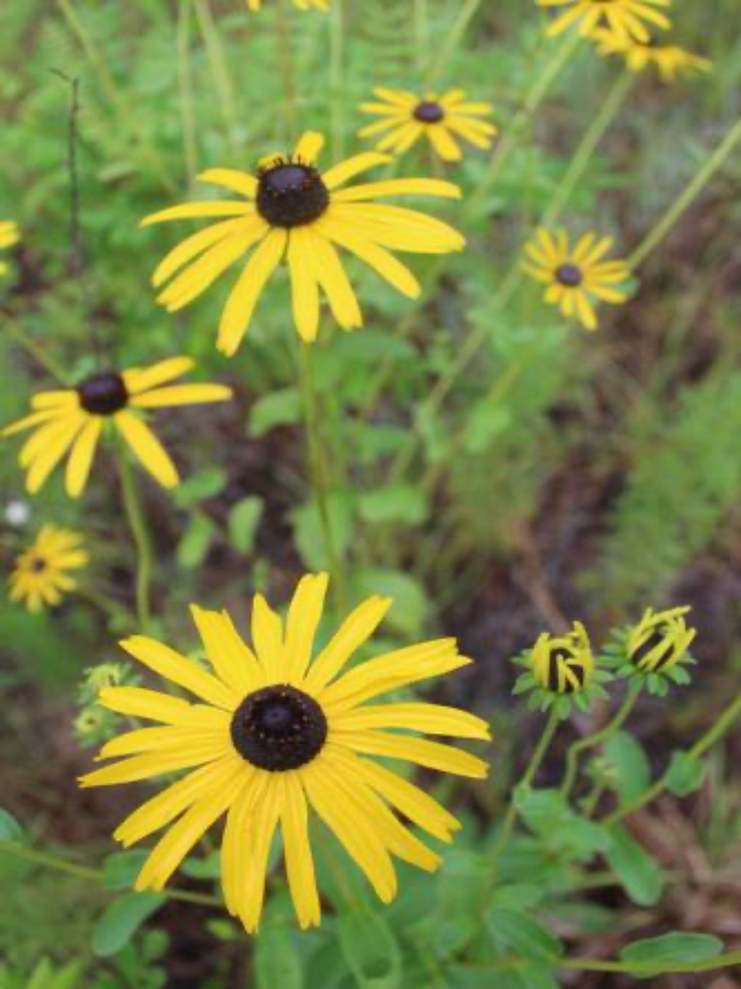 Rudbeckia Mollis " Softhair Coneflower"