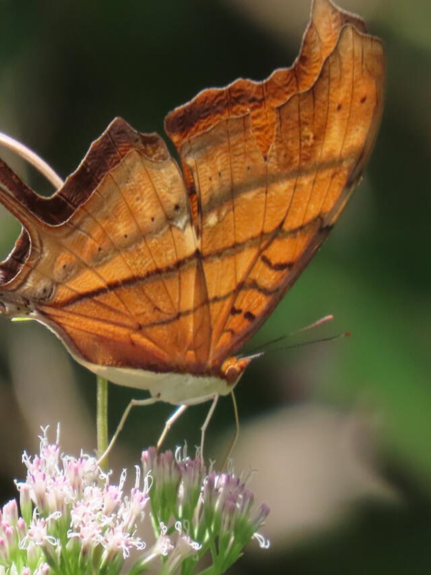 orange ruddy dagger wing butterfly nectarine on white flowers