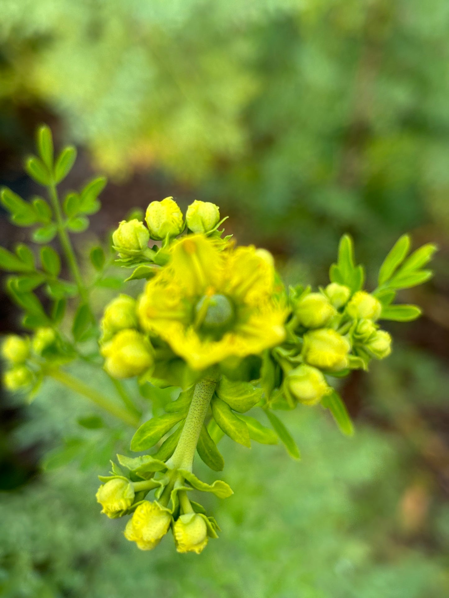 rue flower is the host plant for black swallowtail butterfly