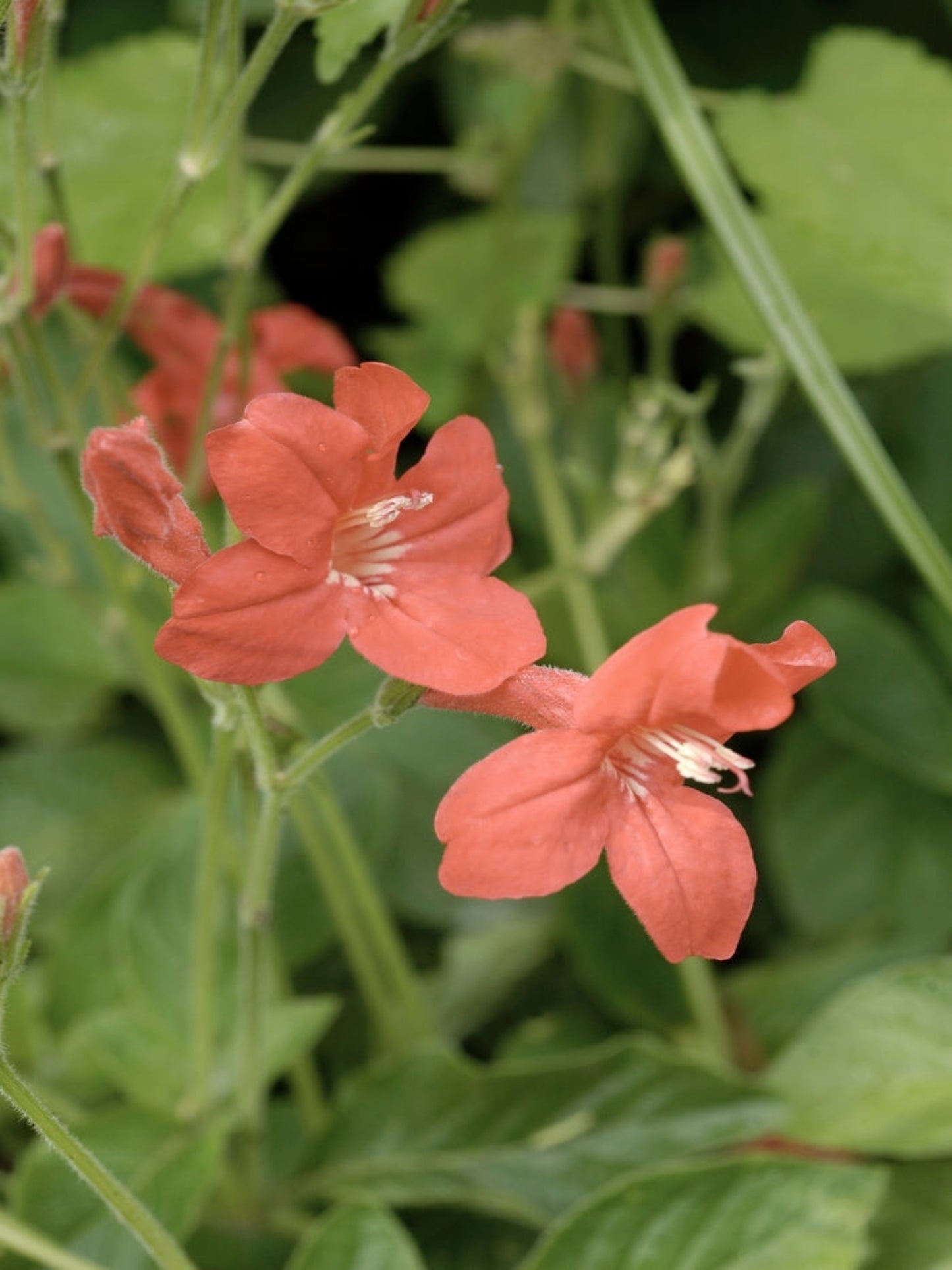 ruellia coccigea " yarba maravilla" is the host plant for malachite butterfly