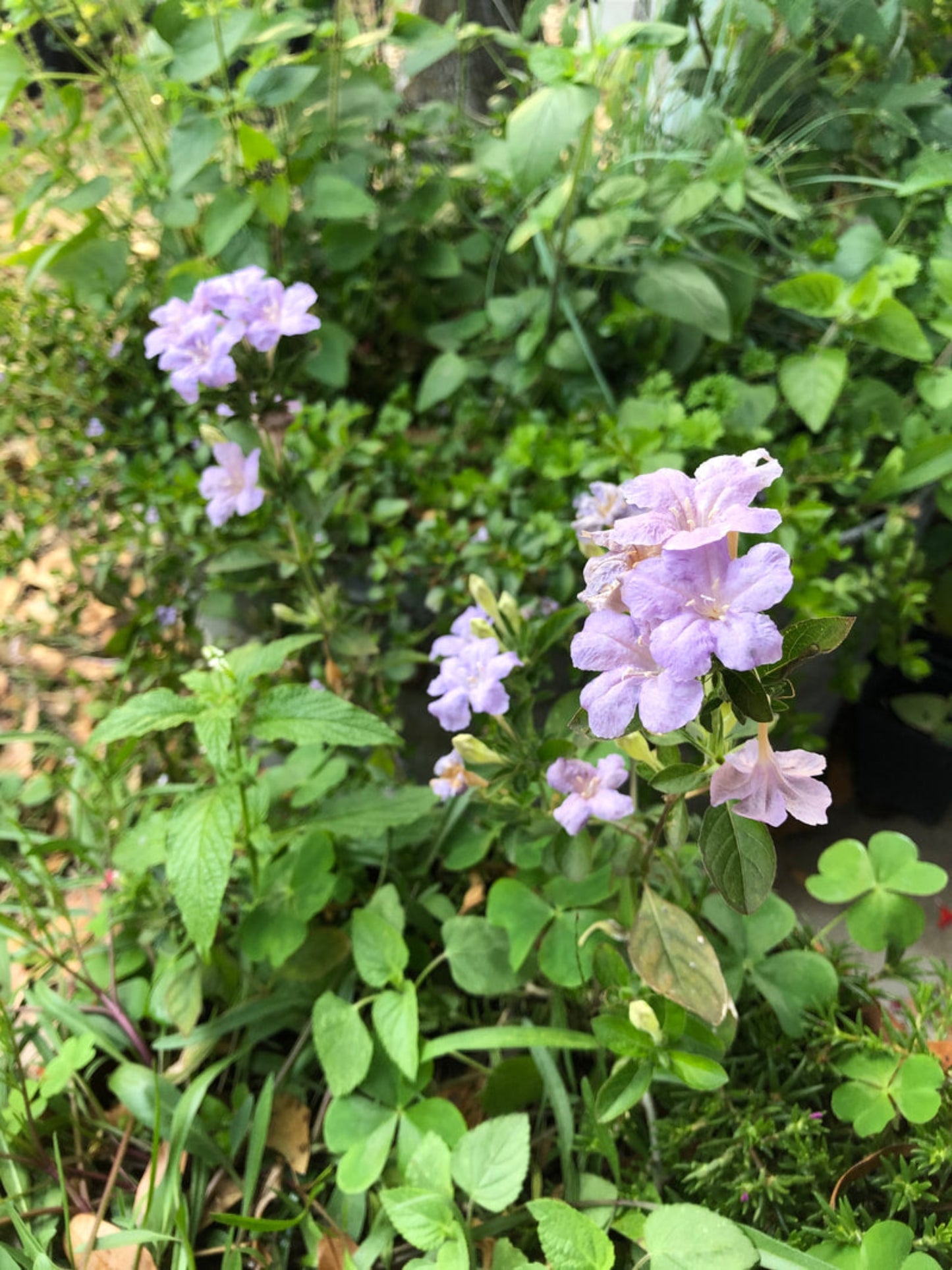 ruellia caroliniensis " wild petunia" is host plant for buckeye butterfly