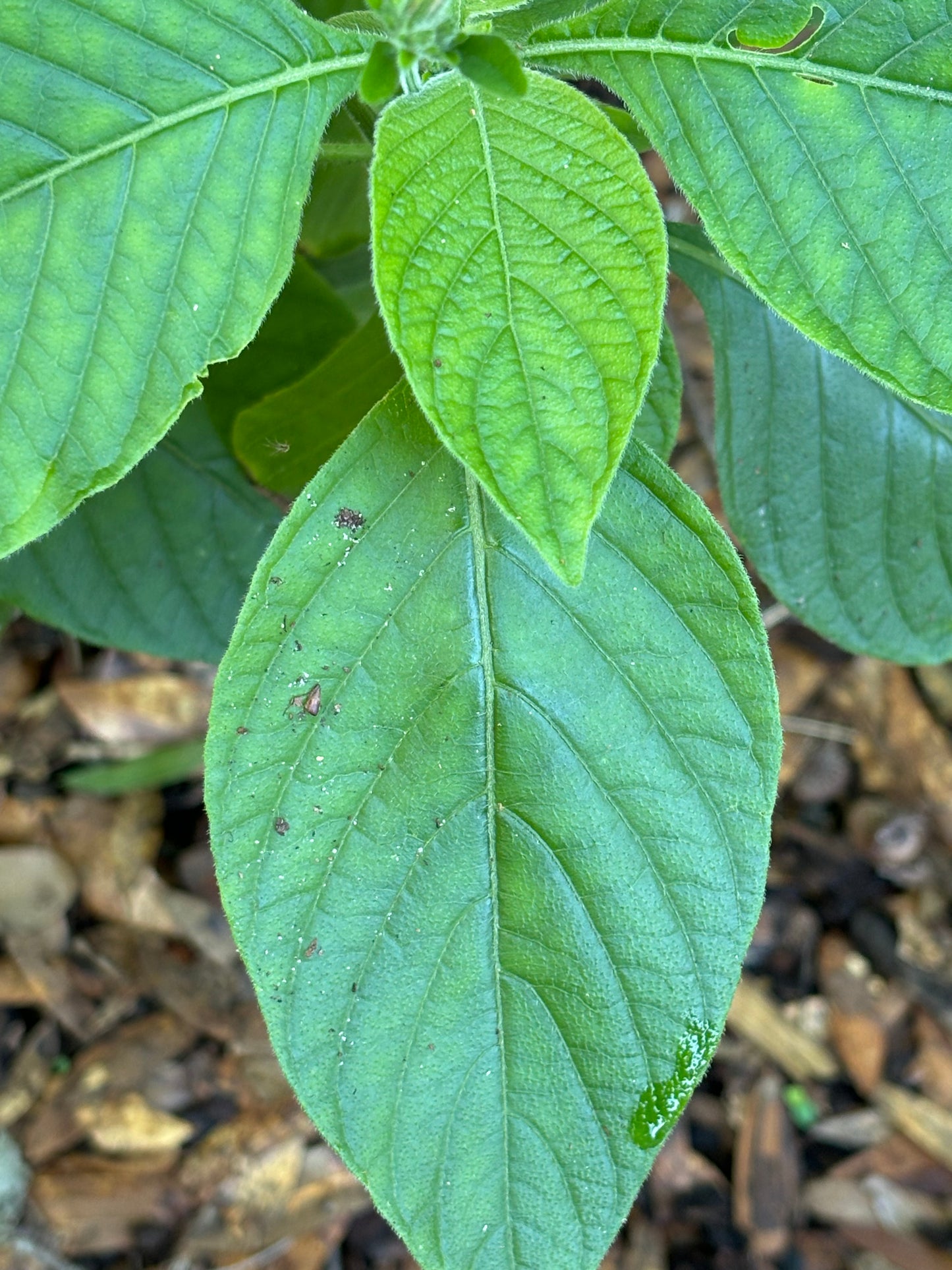 ruglia coccinea leaf is the host plant for malachite butterfly