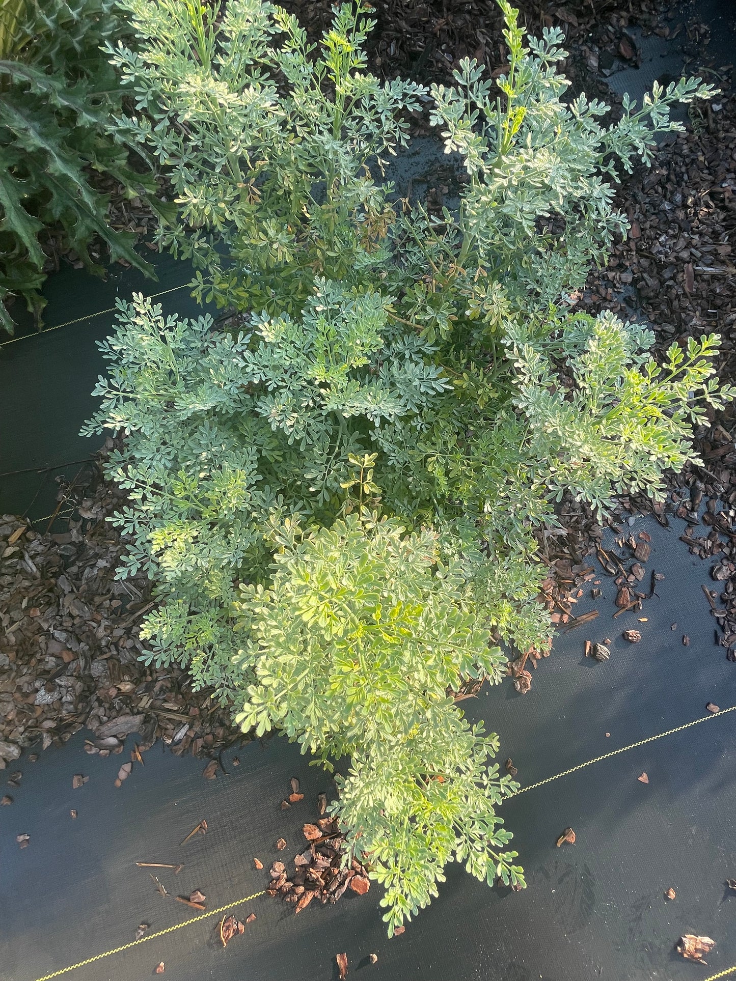 rue plant is important host plant for black swallowtail