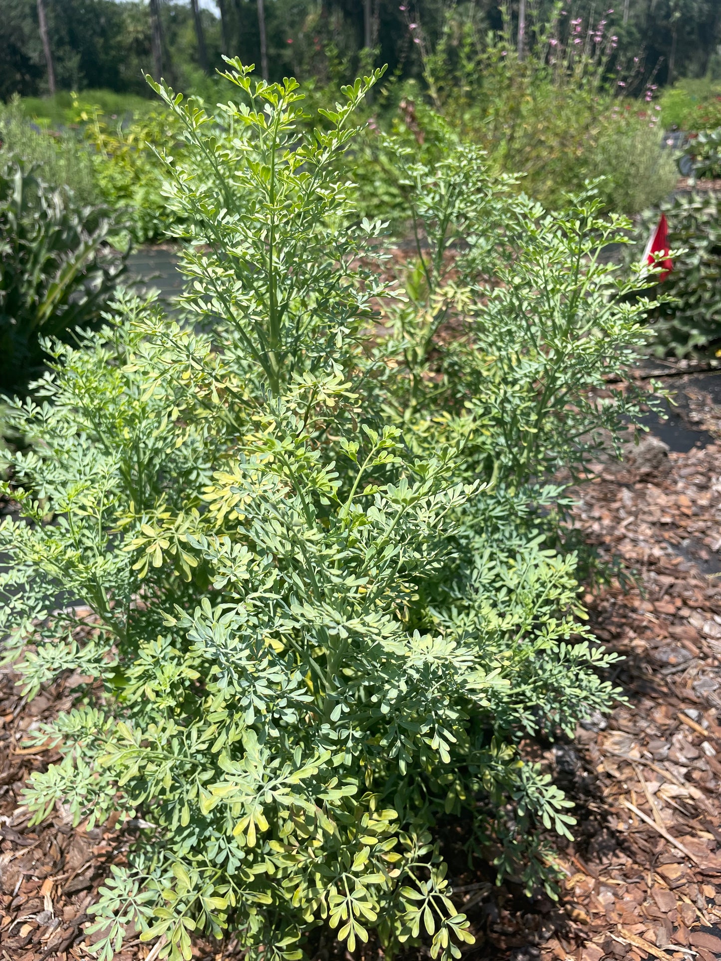 Ruta Graveolens is the host plant for the black swallowtail