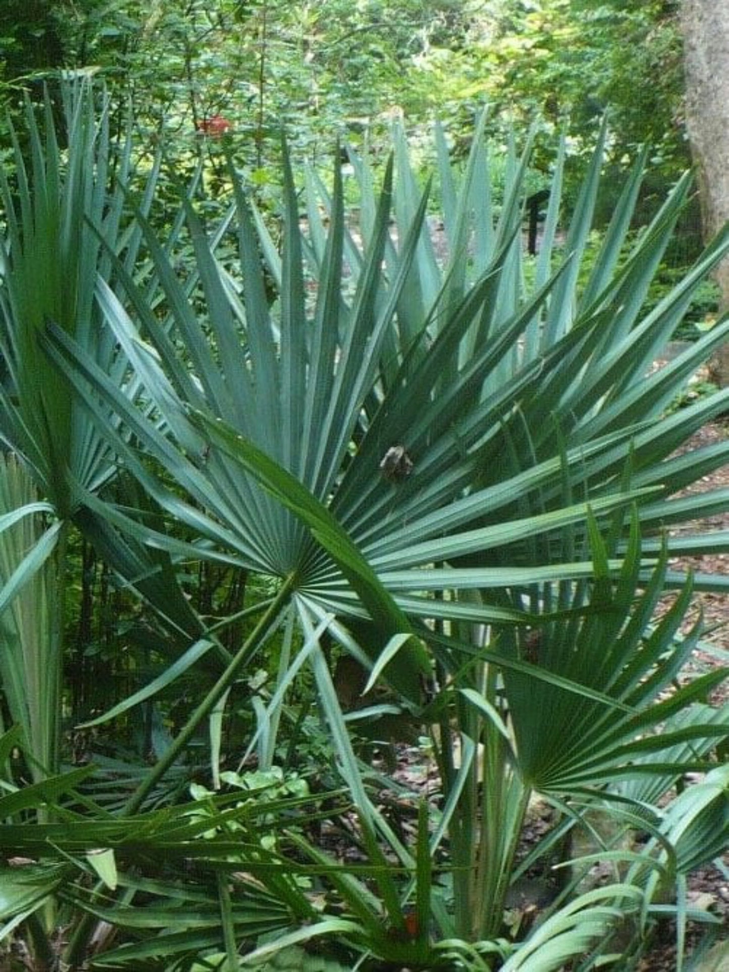 sabal minor tree is the host plant for Monk Skipper