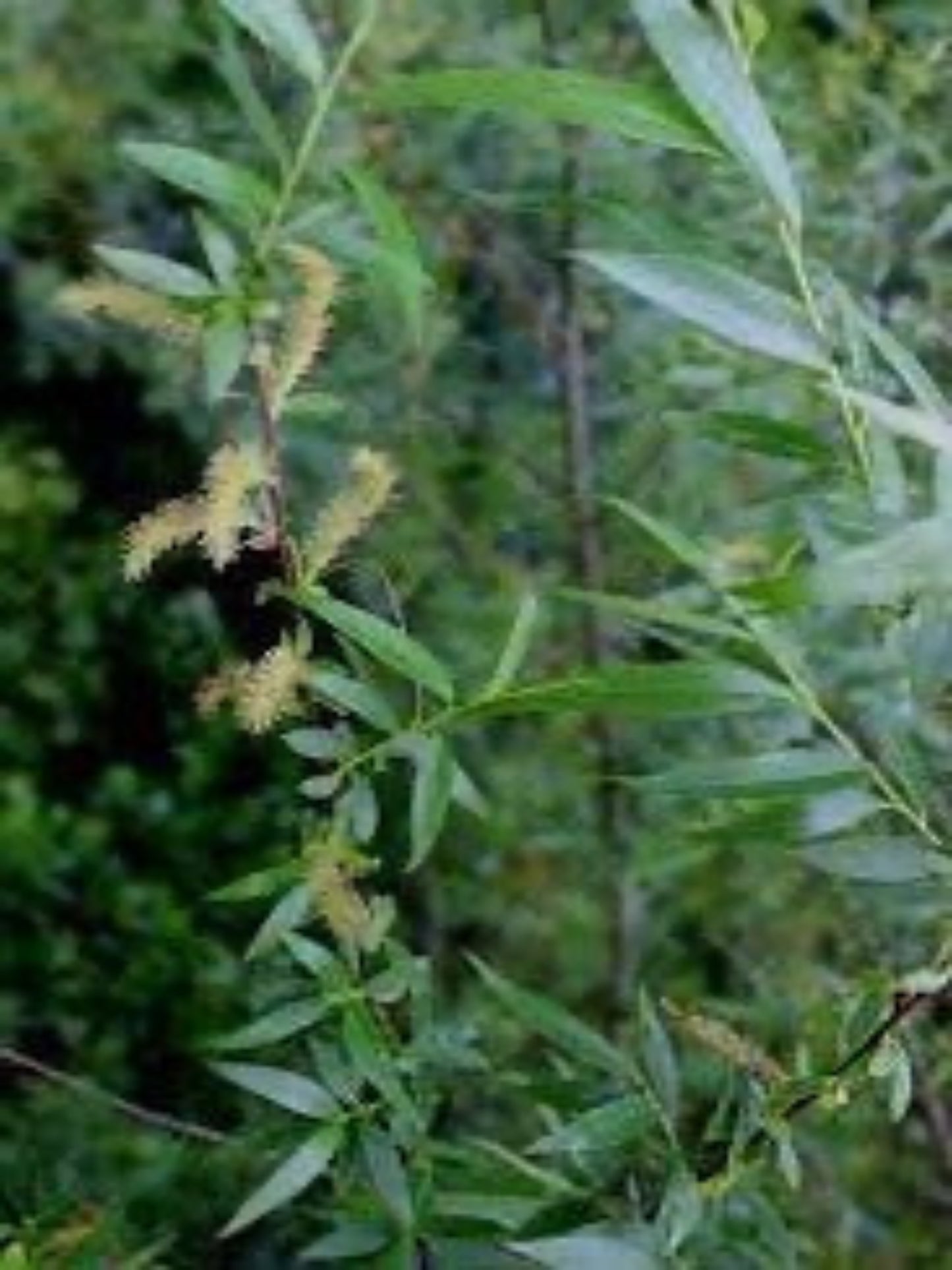 costal plain willow is the host plant for viceroy butterfly