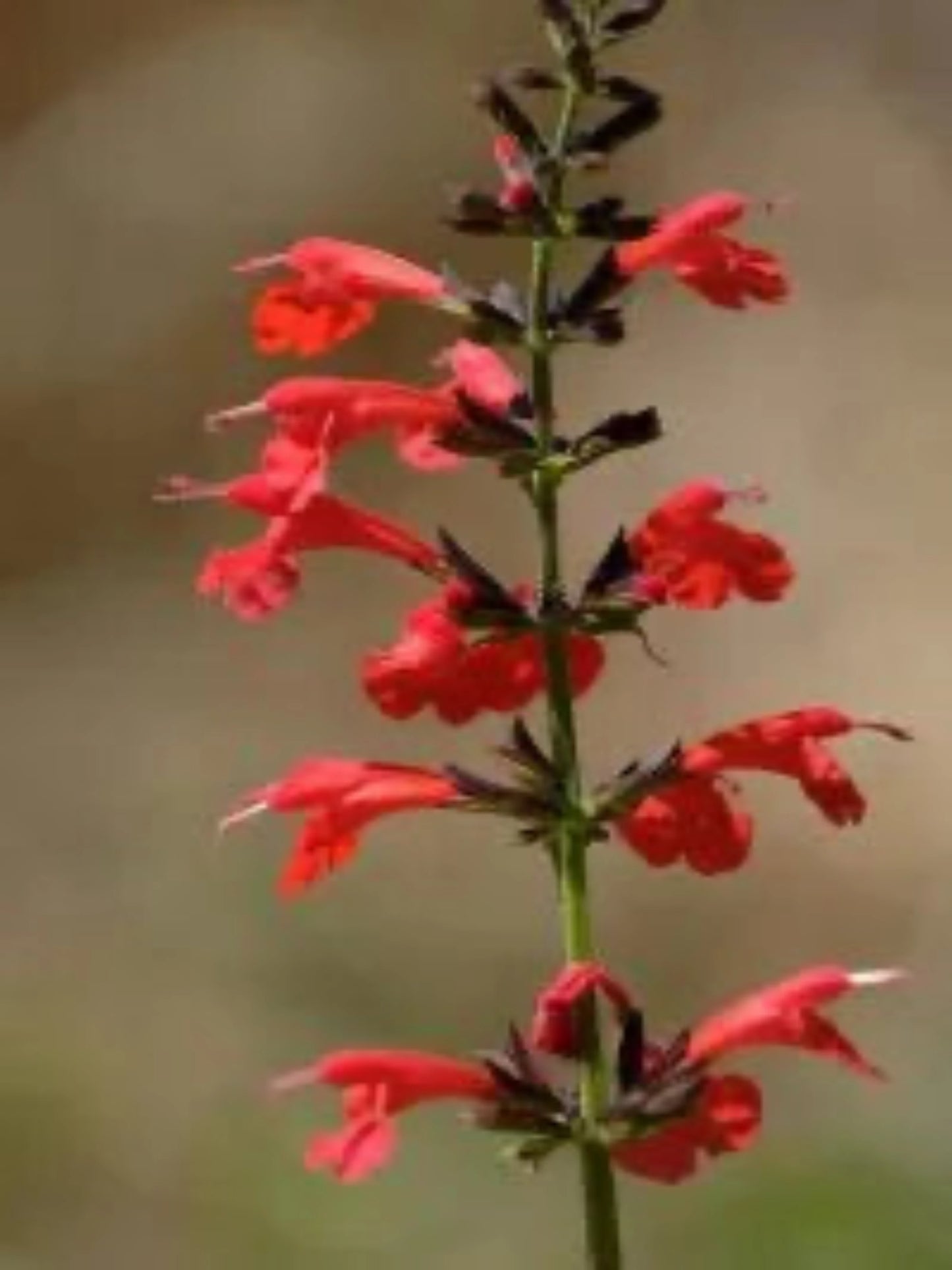 Salvia Coccinea " Red Tropical Sage"