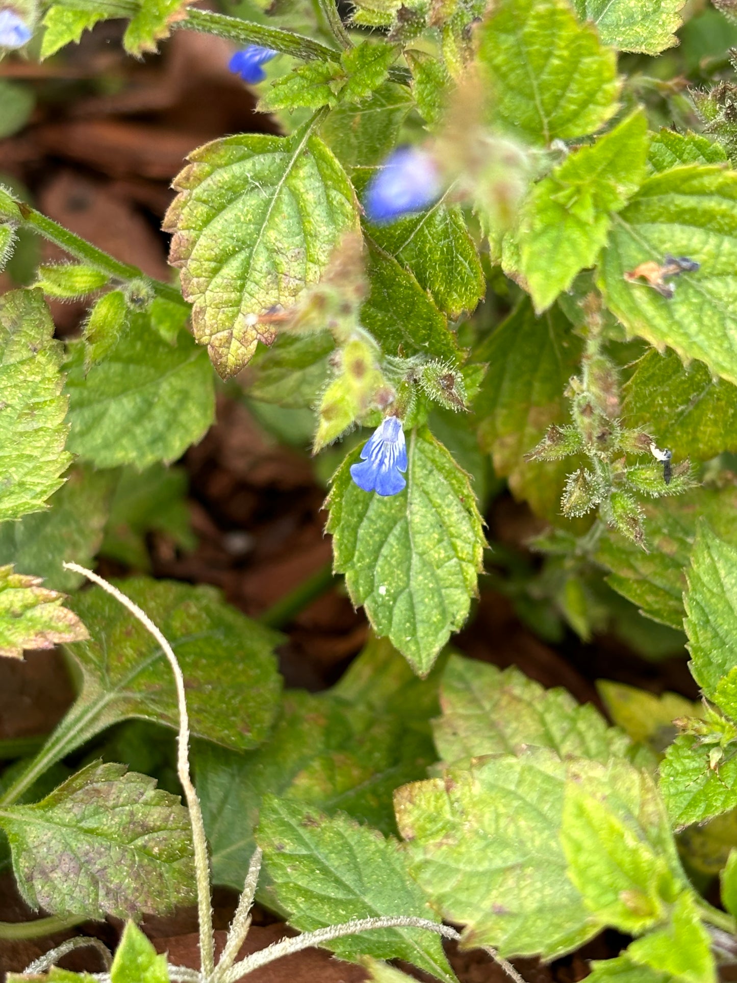 salvia misella "creeping sage" is the host plant for fulvous butterfly