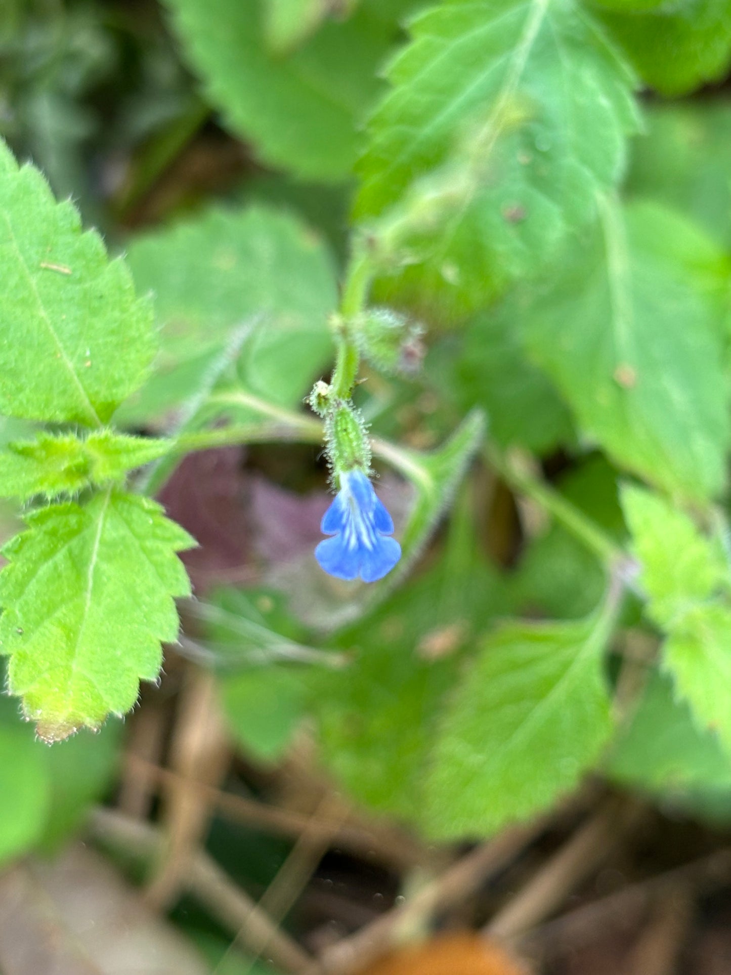 salvia misella plant is the host plant for fulvous butterfly