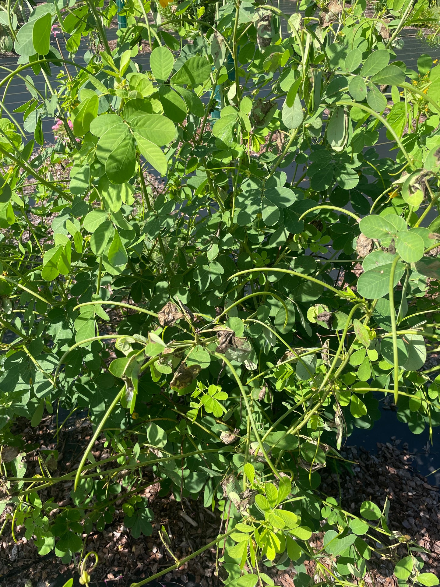 Senna obtusifolia " sicklepod" plant and seed at Eden of Wings garden