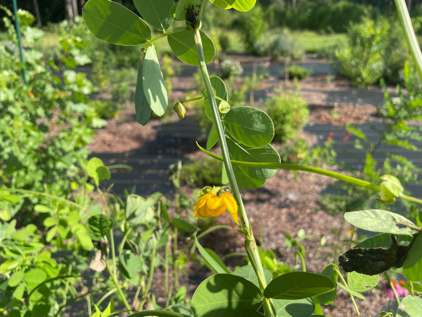Senna obtusifolia seed is uses as host plant for sulphur butterfly